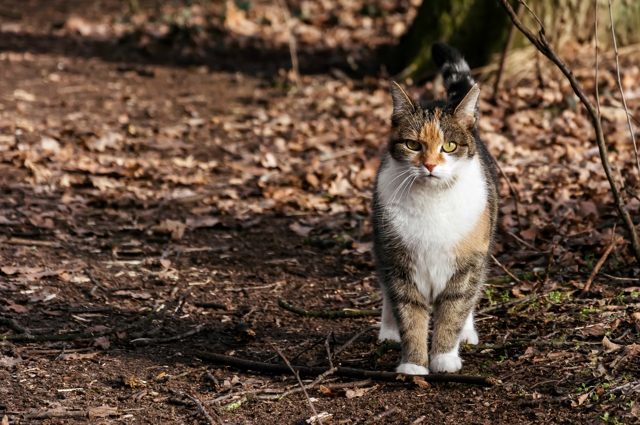 Descarga gratuita de fondo de pantalla para móvil de Animales, Gatos, Gato.