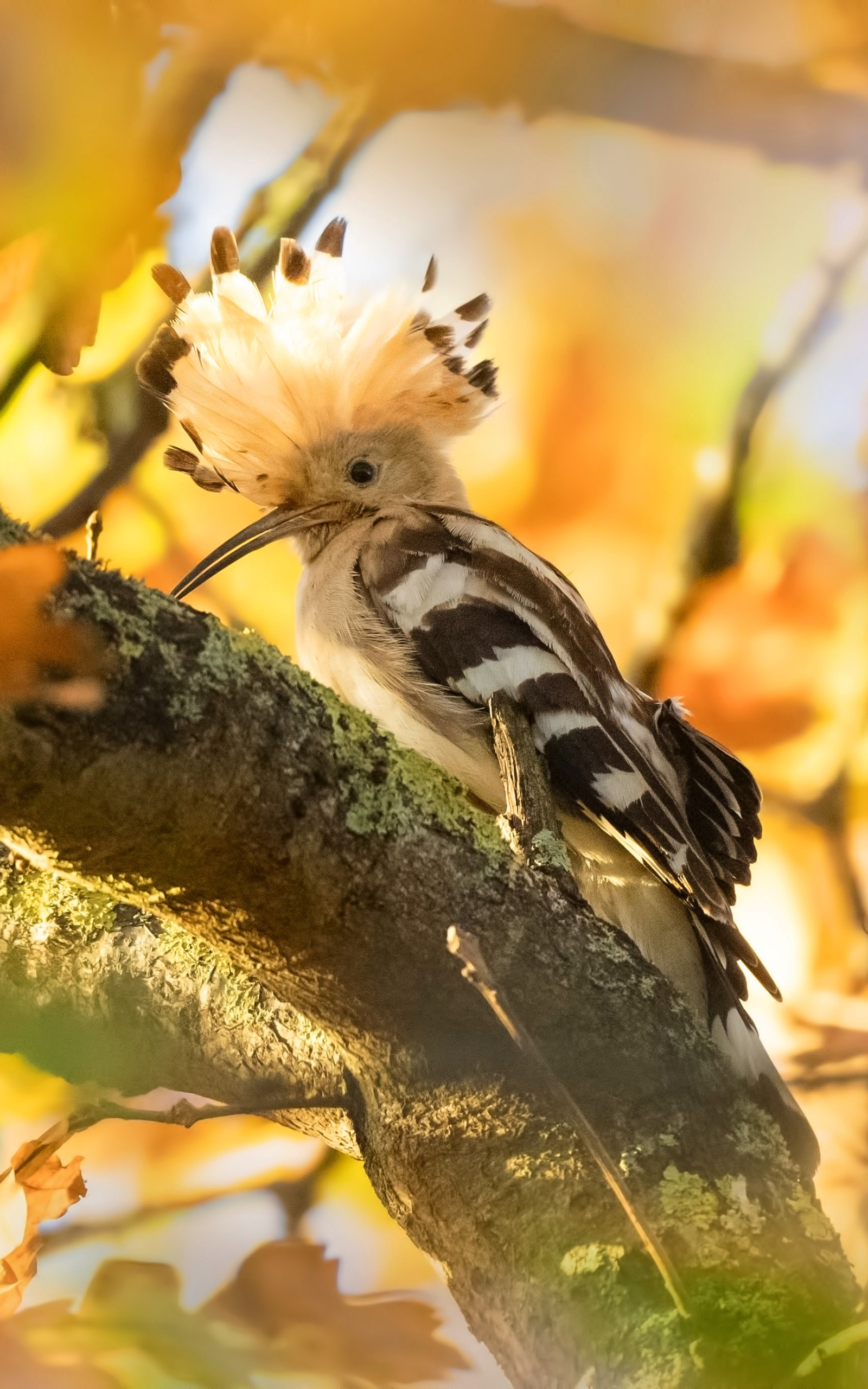 Download mobile wallpaper Birds, Animal, Hoopoe for free.