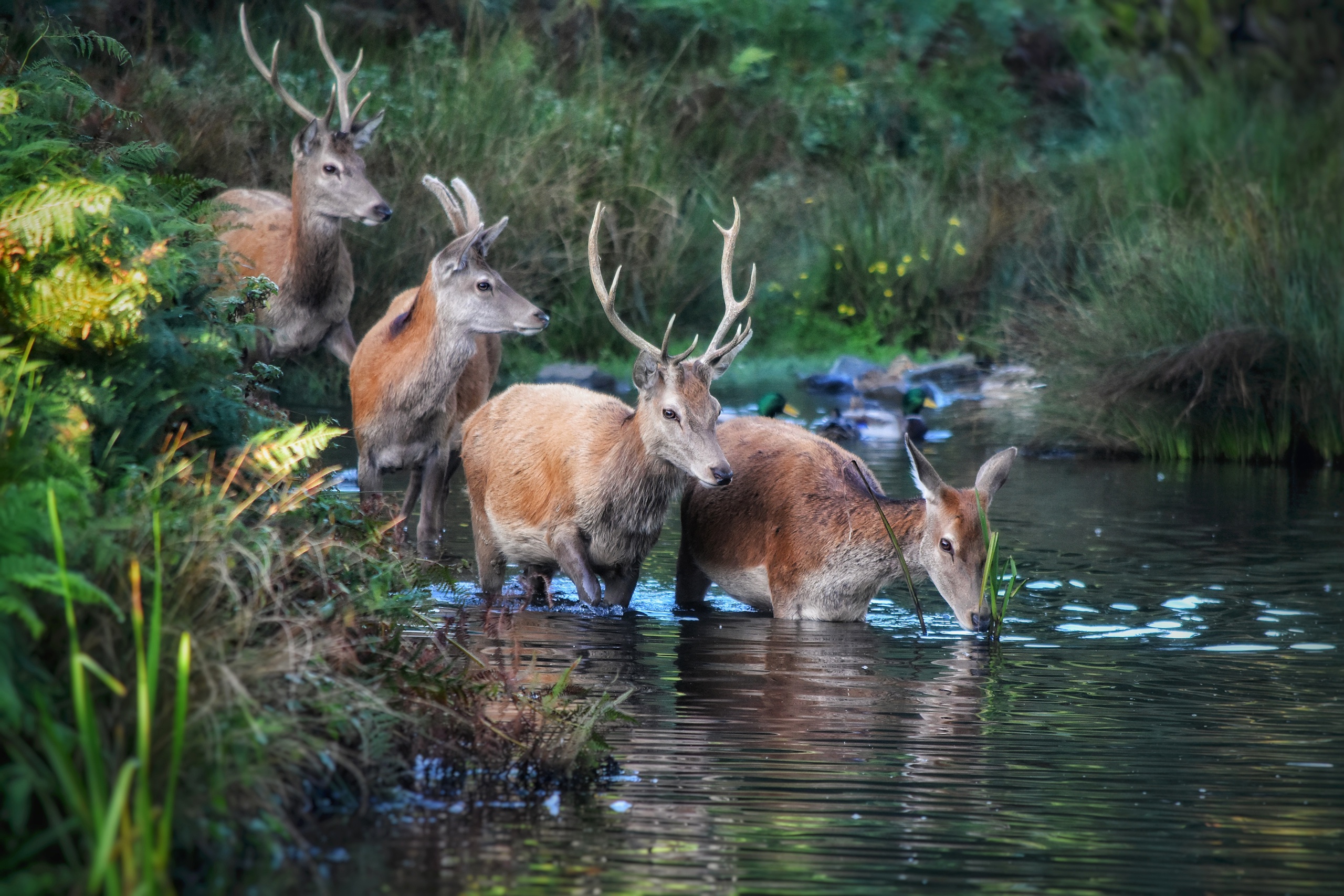 Free download wallpaper Animal, Deer on your PC desktop