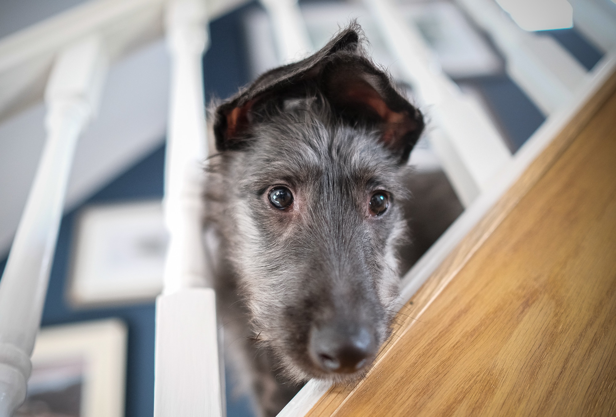 Handy-Wallpaper Tiere, Hunde, Hund kostenlos herunterladen.