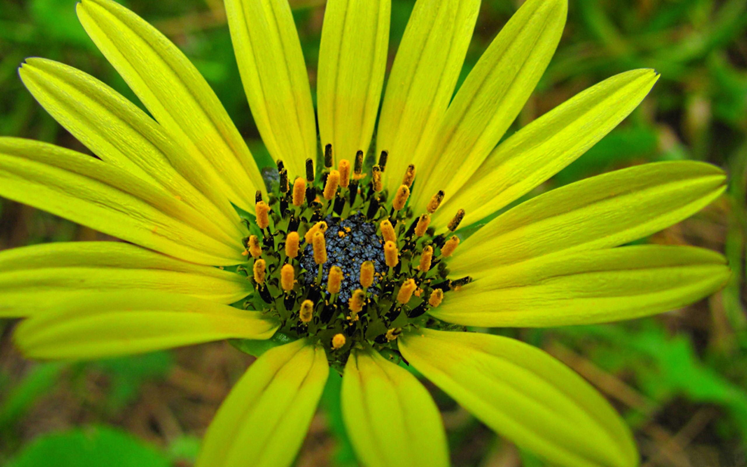 Download mobile wallpaper Flowers, Flower, Close Up, Earth, Daisy, Yellow Flower for free.