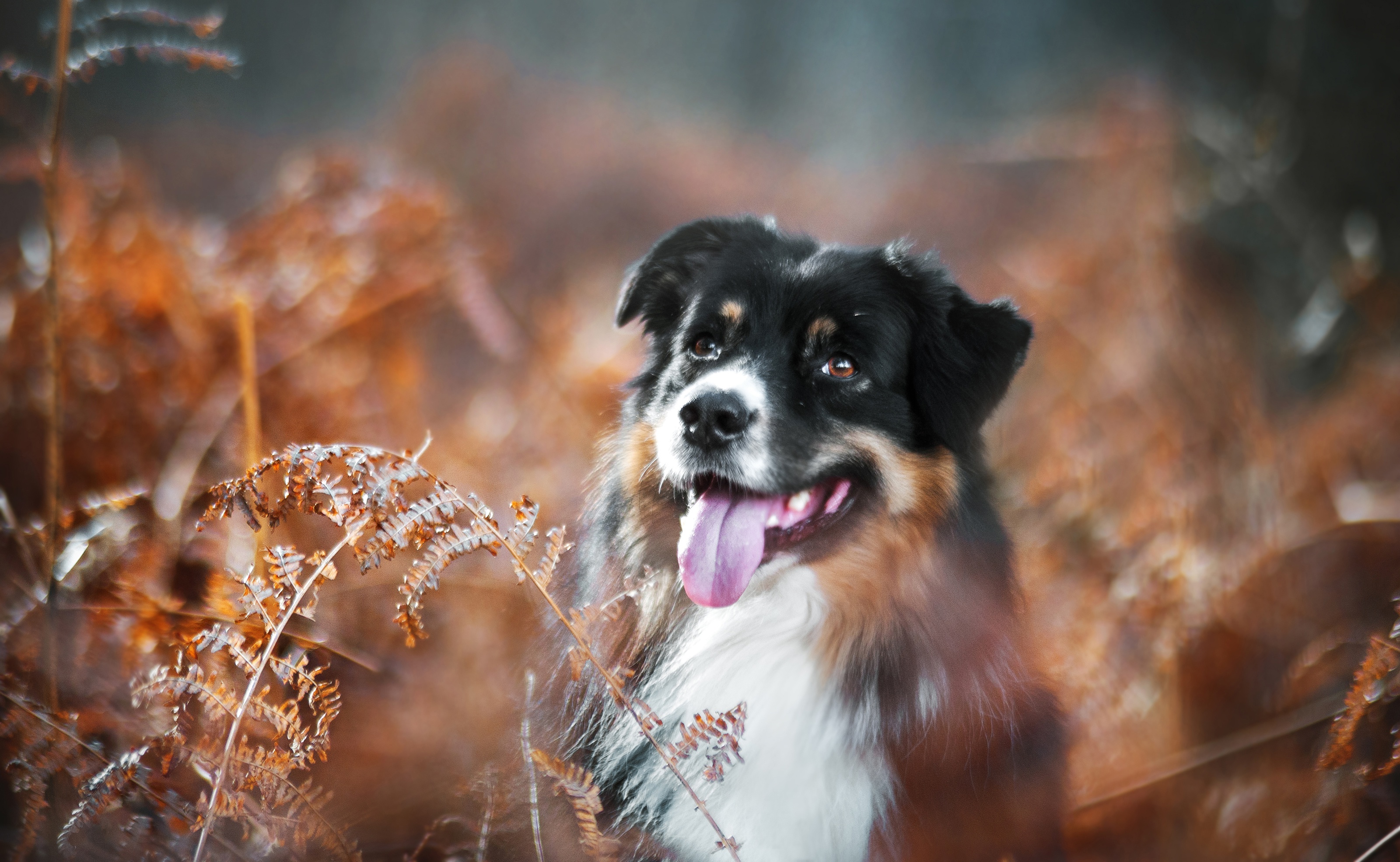 Download mobile wallpaper Dogs, Dog, Fall, Animal, Australian Shepherd, Depth Of Field for free.