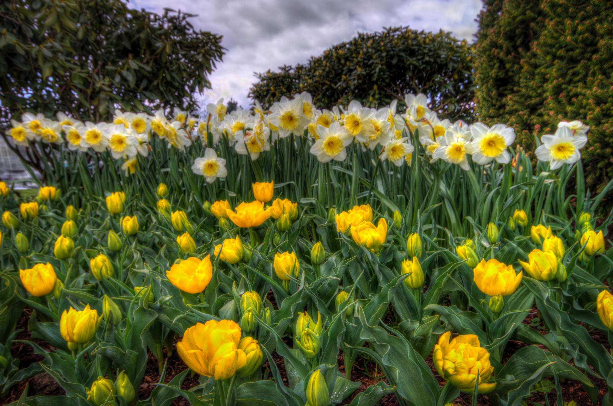 Download mobile wallpaper Garden, Hdr, Spring, Photography, Peony, Yellow Flower, White Flower, Daffodil for free.