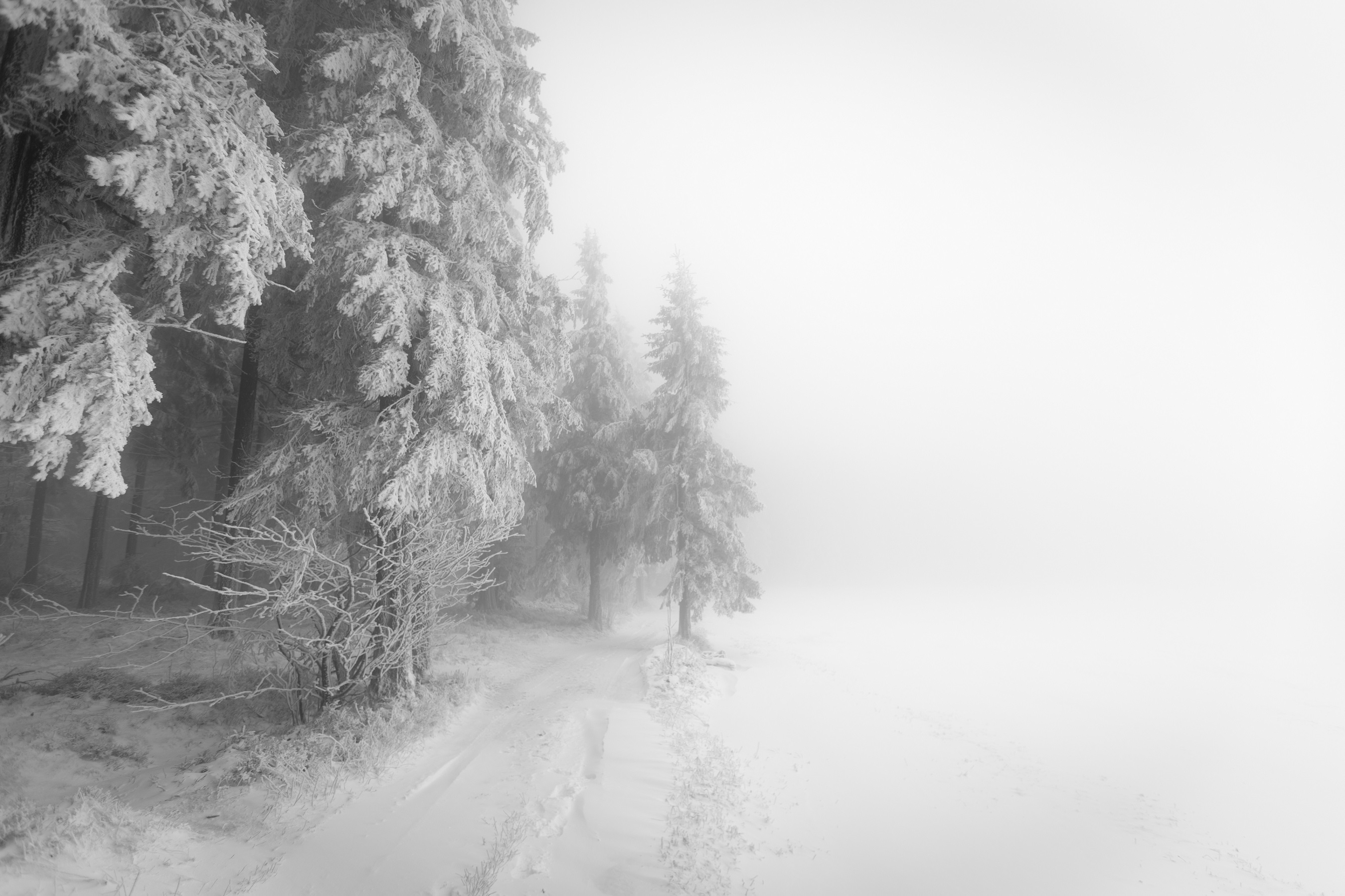 PCデスクトップに冬, 自然, 雪, 森, 地球画像を無料でダウンロード