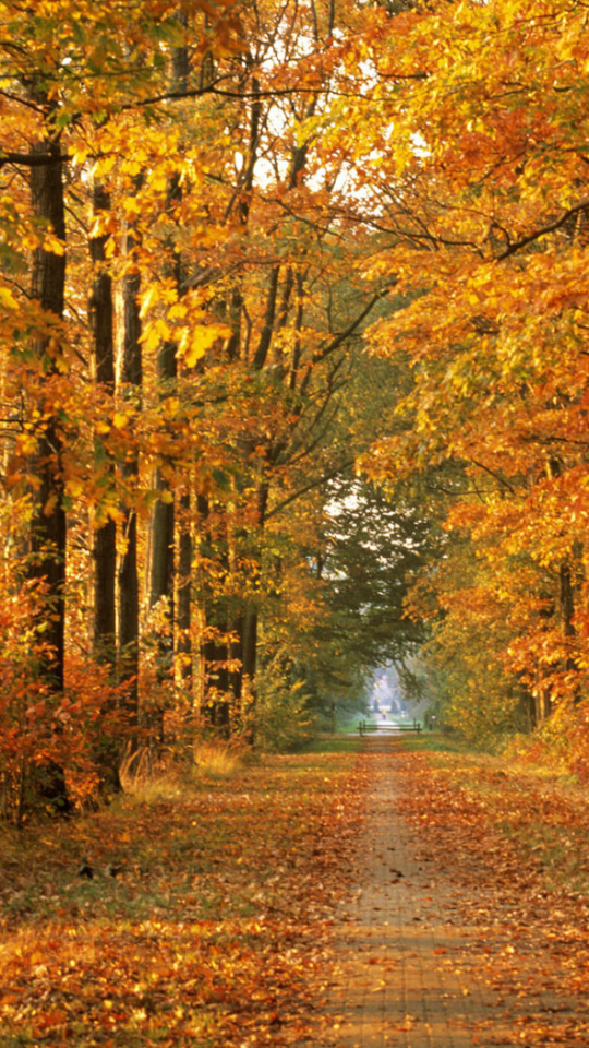 Descarga gratuita de fondo de pantalla para móvil de Otoño, Camino, Hoja, Sendero, Tierra/naturaleza.