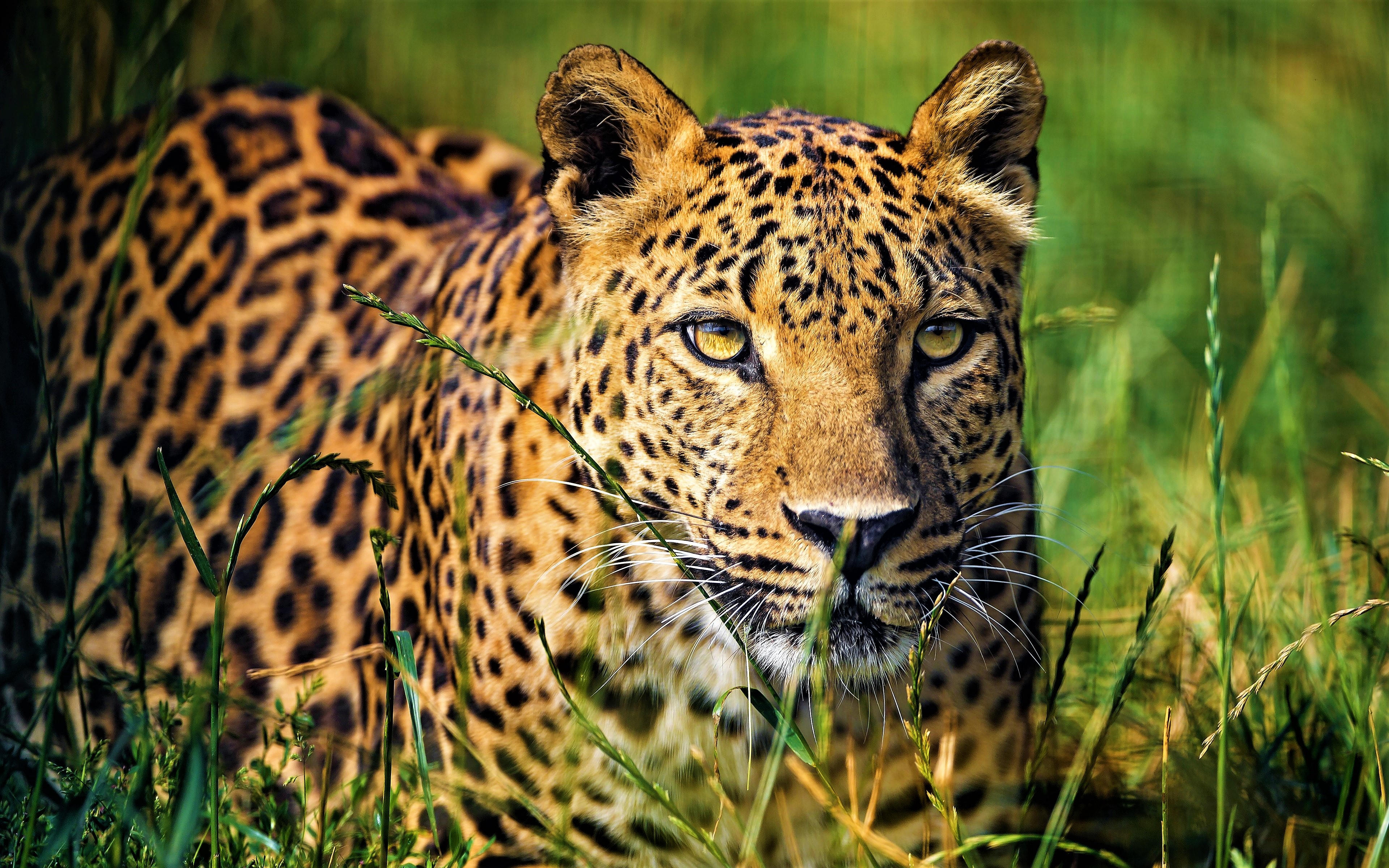 Handy-Wallpaper Leopard, Katzen, Tiere kostenlos herunterladen.