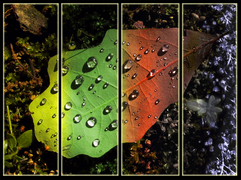 earth, season, leaf