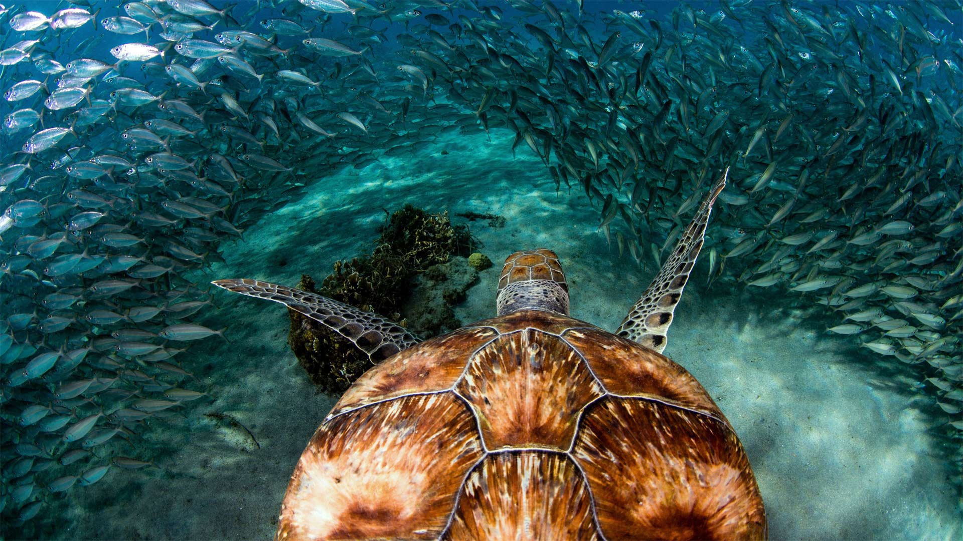 Download mobile wallpaper Turtles, Animal, Fish, Underwater, Turtle, Sea Life for free.