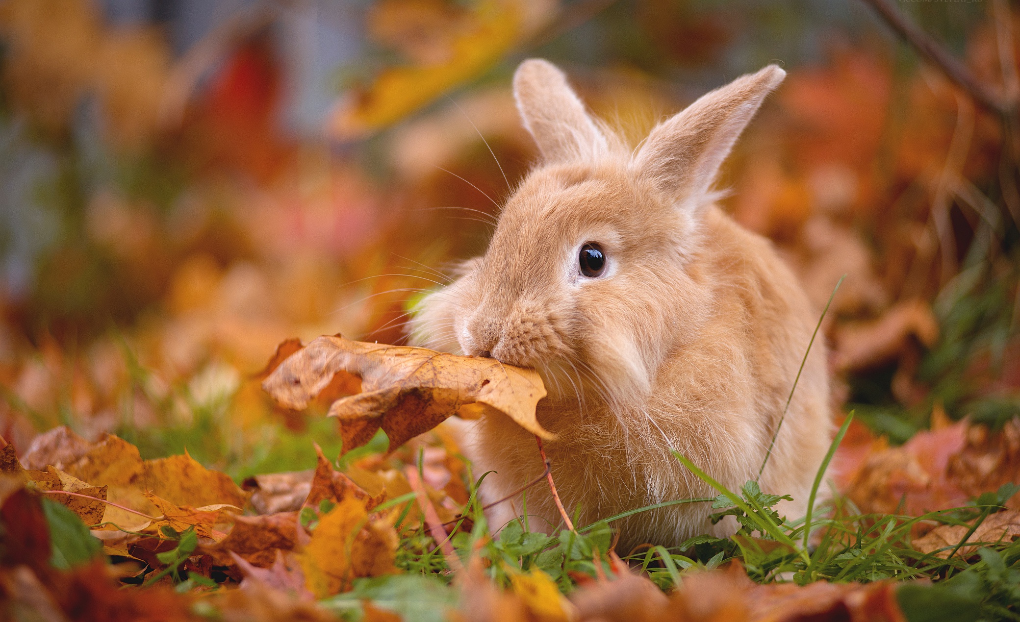 Скачать обои бесплатно Животные, Осень, Кролик, Глубина Резкости картинка на рабочий стол ПК