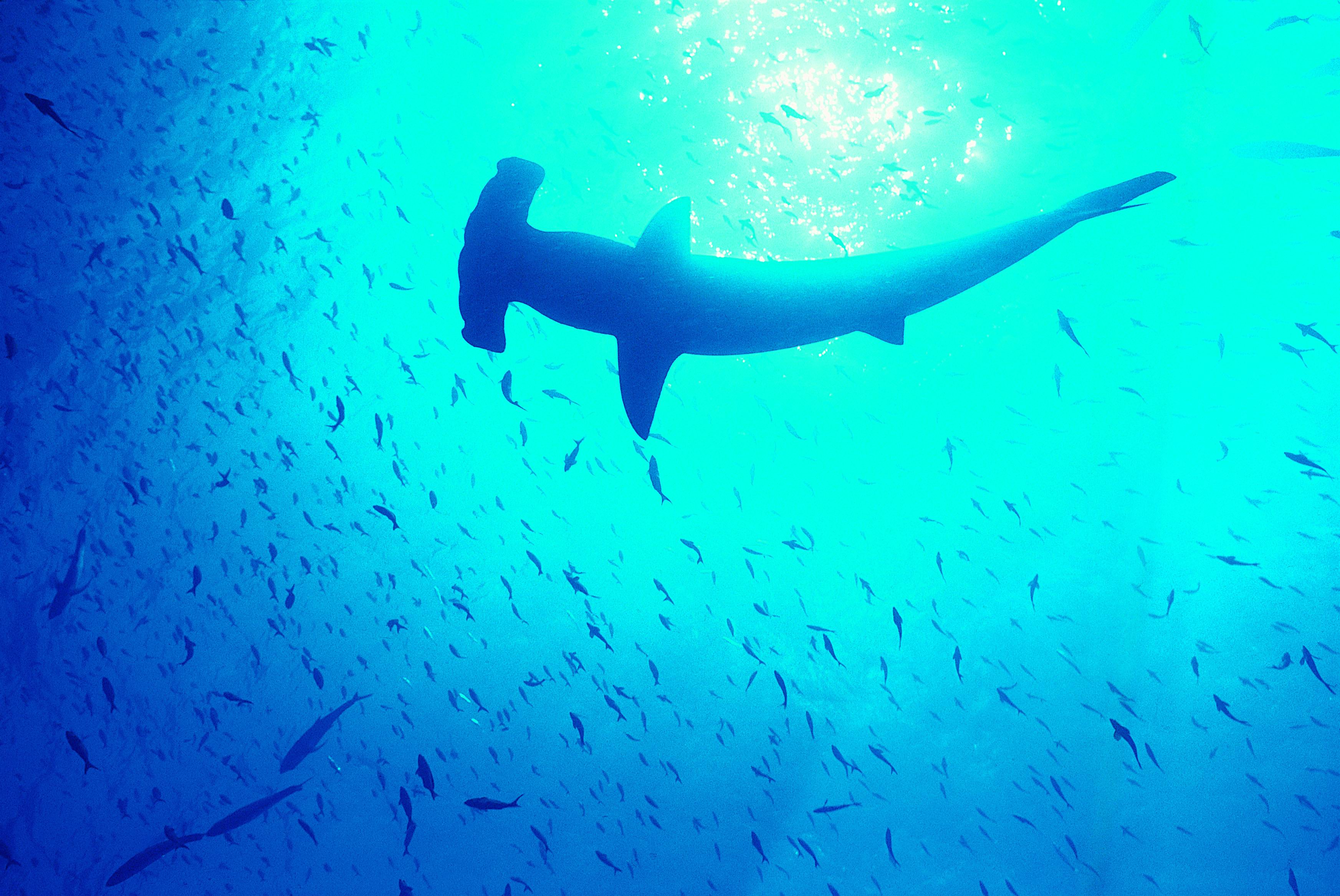 354166 descargar fondo de pantalla animales, tiburon martillo, tiburones: protectores de pantalla e imágenes gratis
