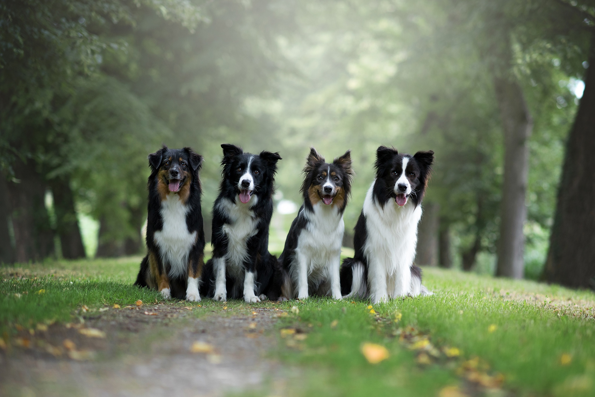 Download mobile wallpaper Dogs, Dog, Animal, Border Collie, Depth Of Field for free.