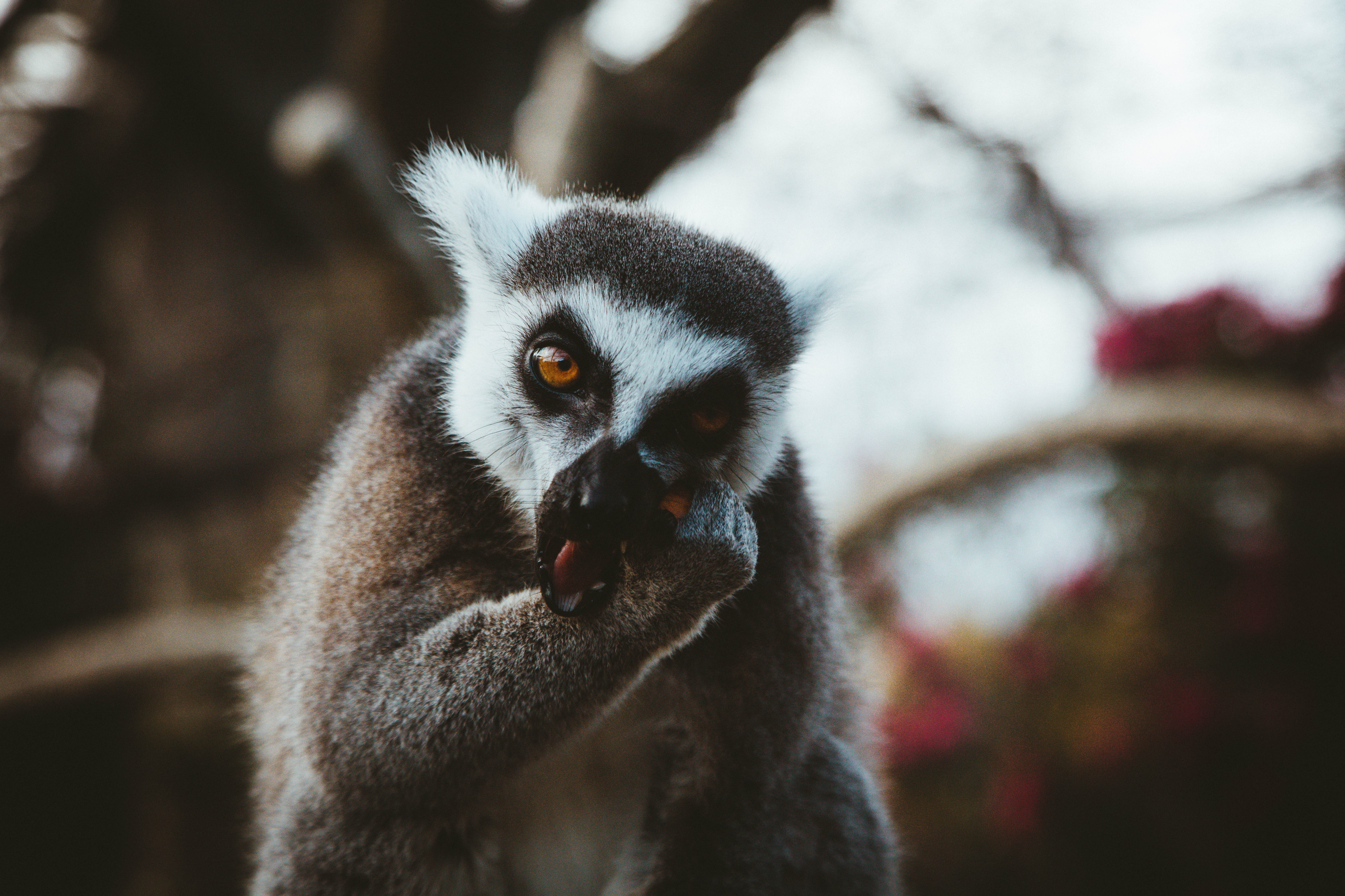 126915 Hintergrundbild herunterladen tier, tiere, schnauze, lemur, isst - Bildschirmschoner und Bilder kostenlos