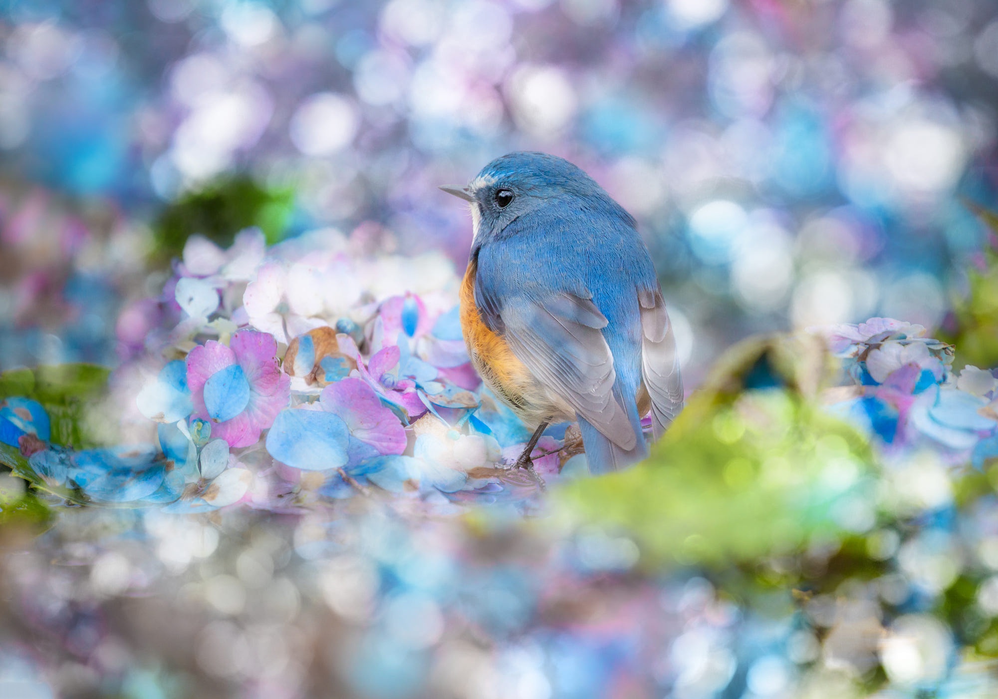 488602壁紙のダウンロード動物, 青い鳥, 鳥, 花, スズメ目-スクリーンセーバーと写真を無料で