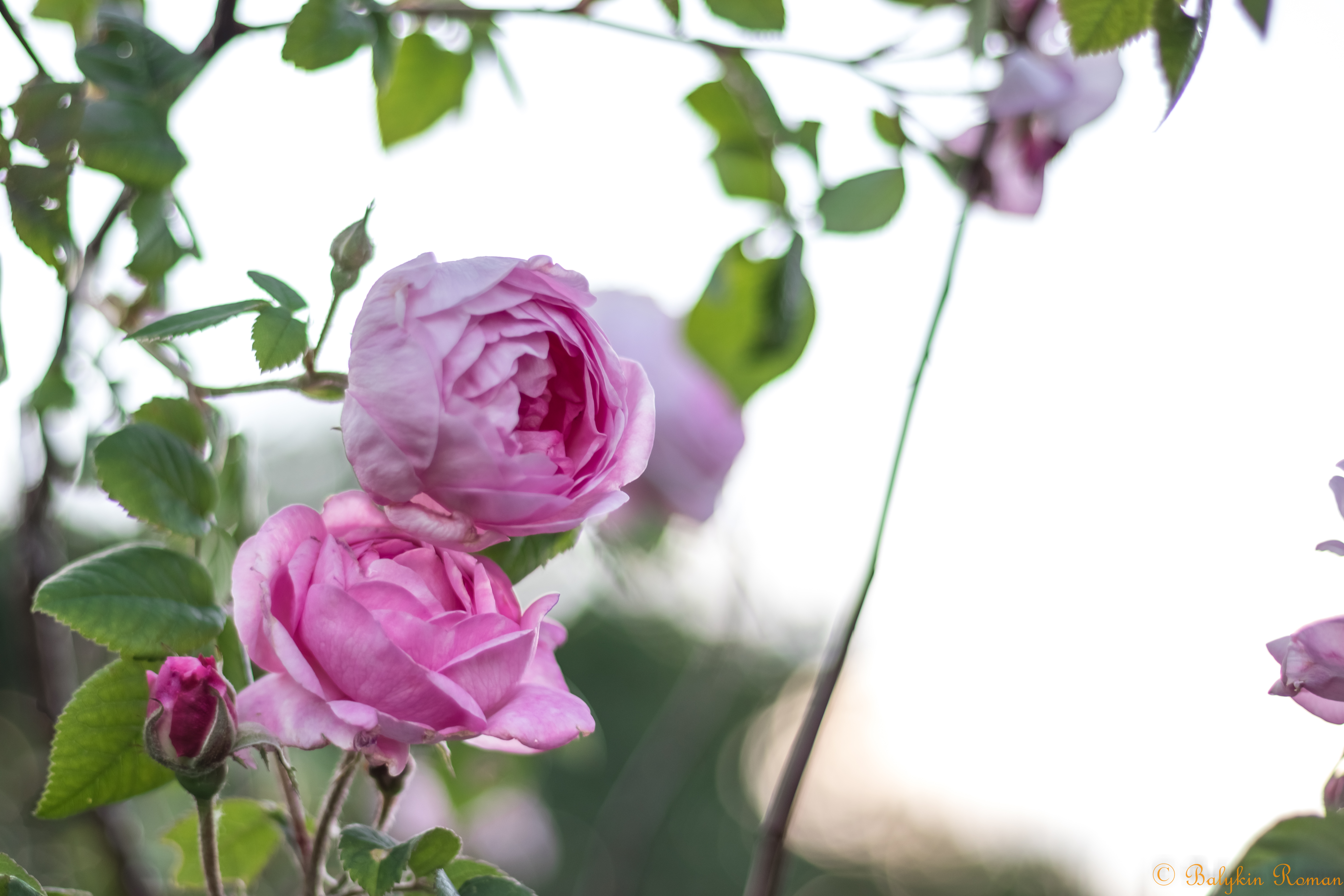 Free download wallpaper Flowers, Flower, Rose, Earth, Pink Rose on your PC desktop
