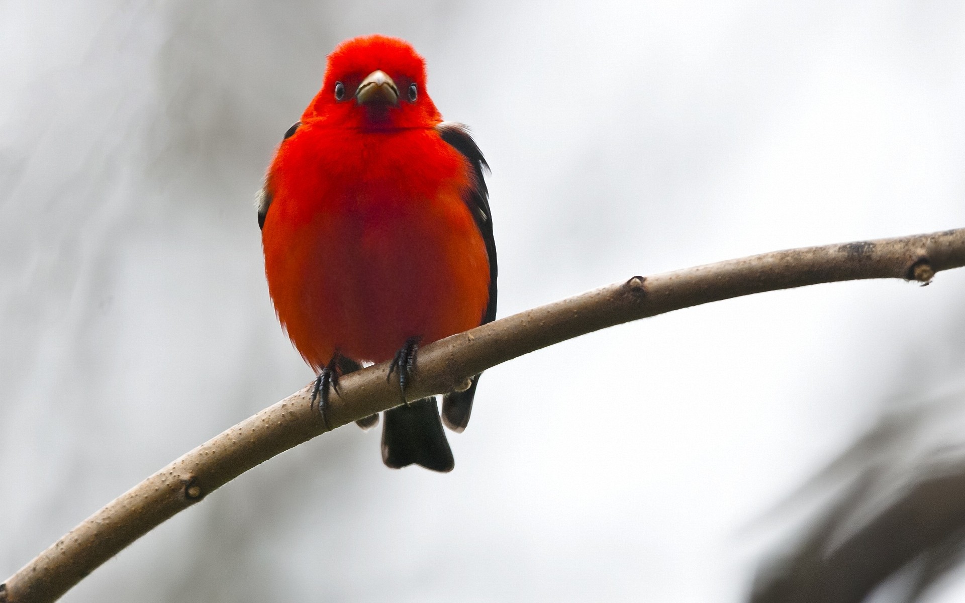 PCデスクトップに動物, 鳥画像を無料でダウンロード