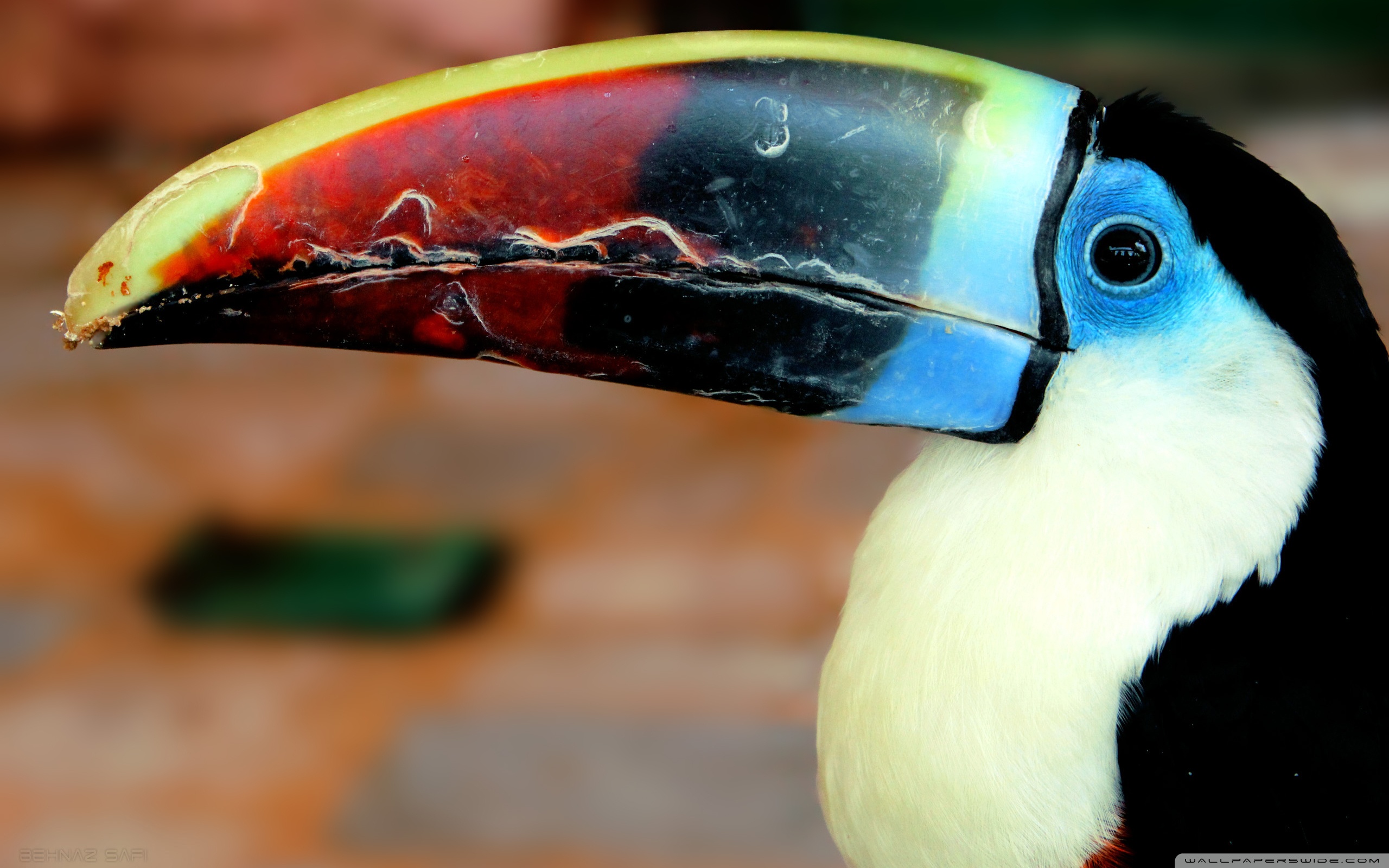 Baixar papel de parede para celular de Tucano, Pássaro, Aves, Animais gratuito.