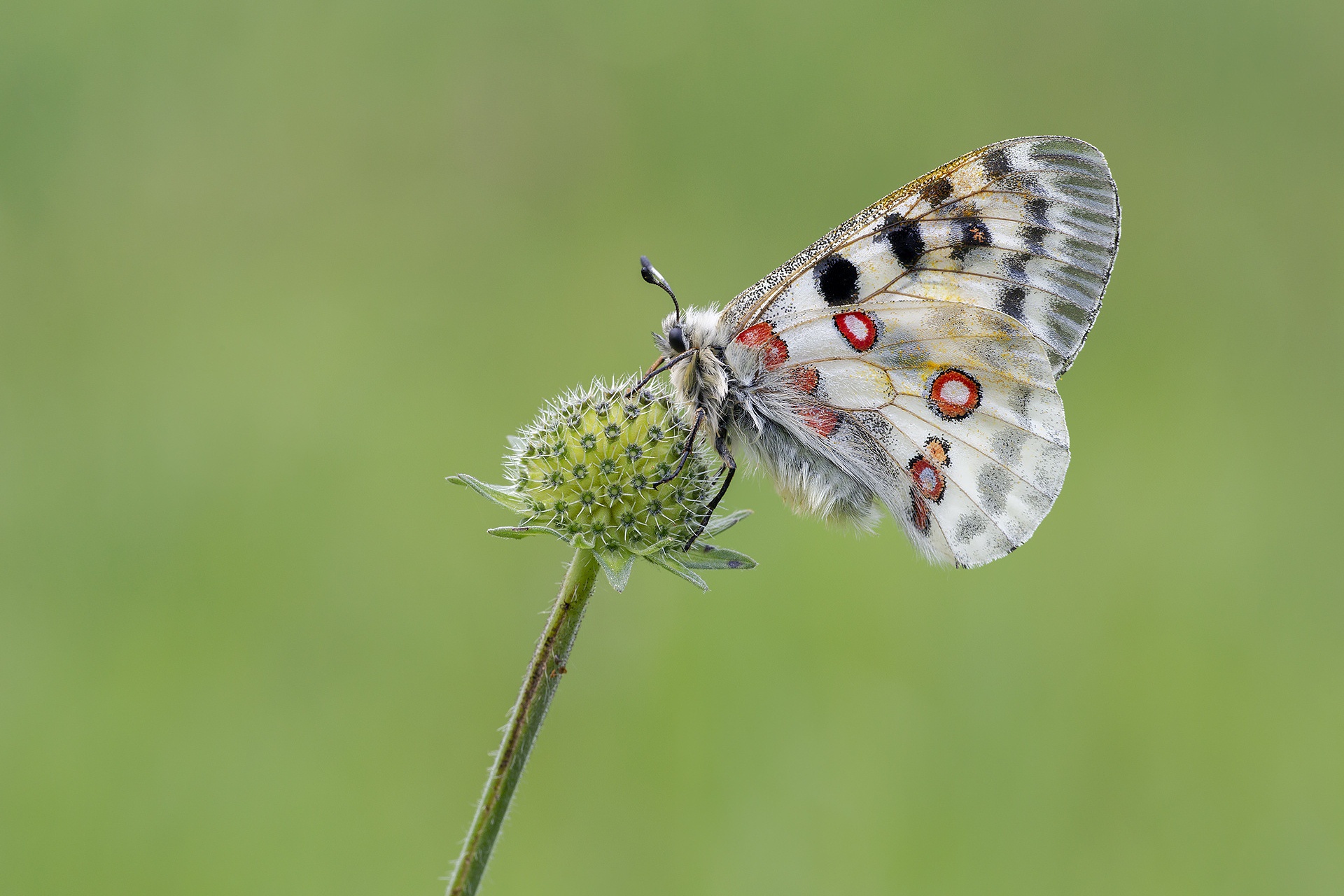 Download mobile wallpaper Macro, Insect, Butterfly, Animal for free.