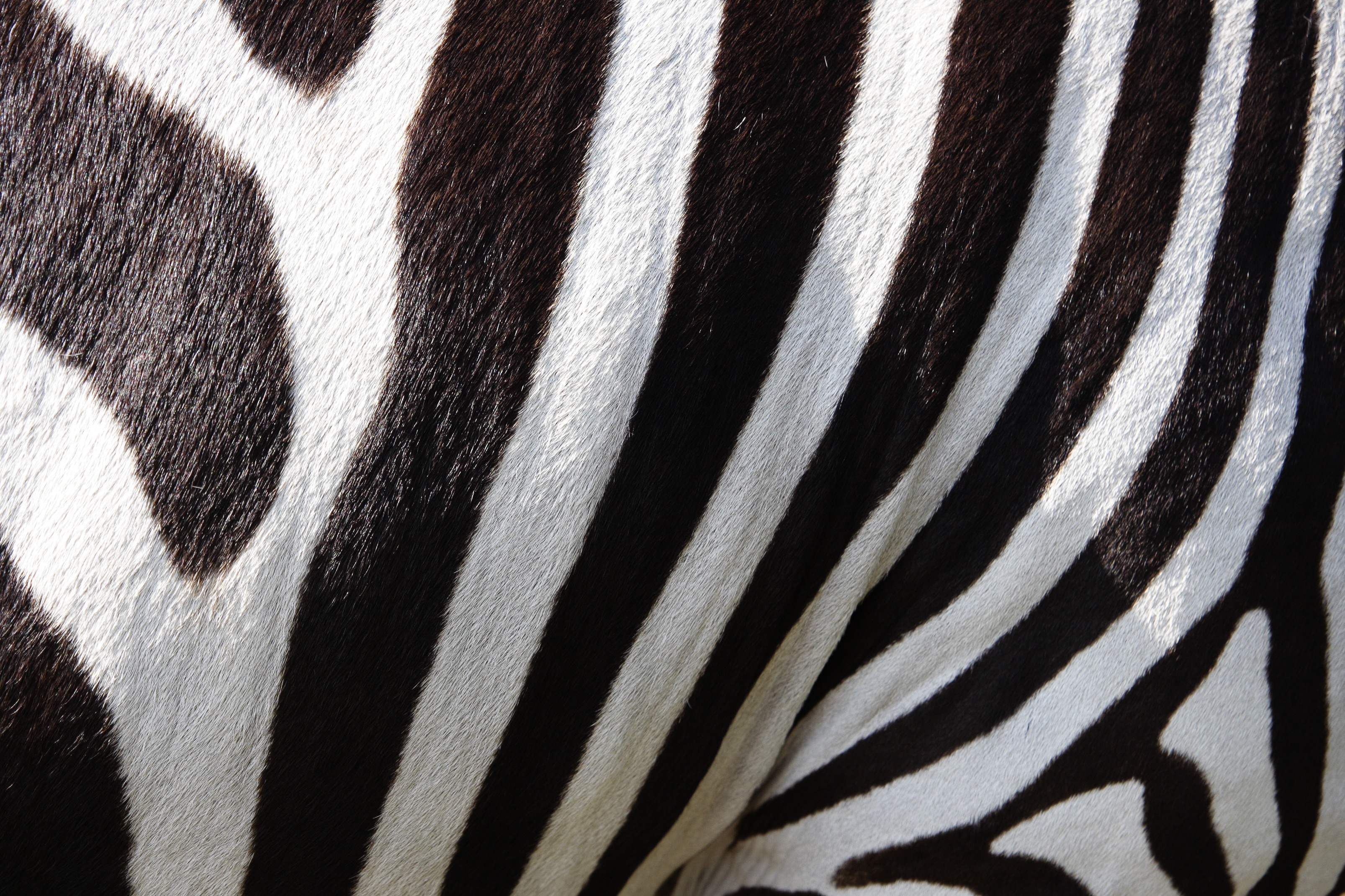 stripes, zebra, abstract, texture, black & white, fur