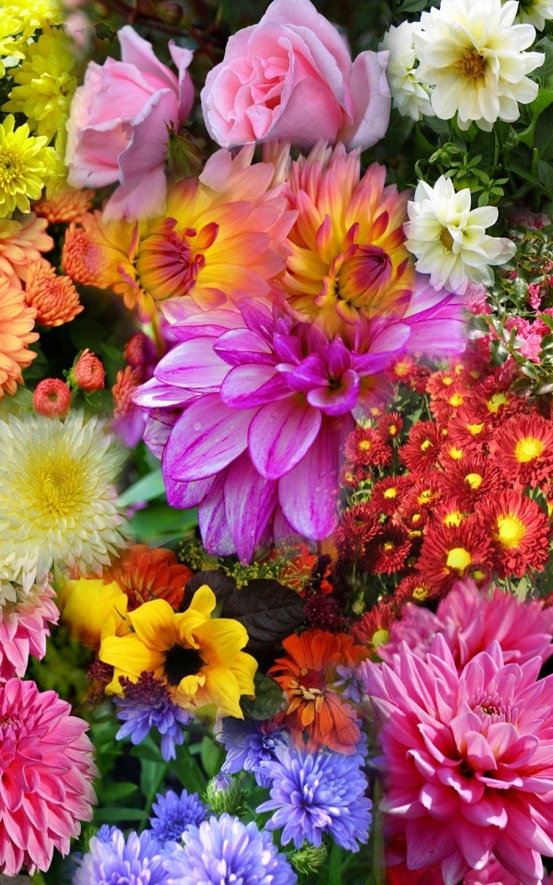 Handy-Wallpaper Blumen, Blume, Rose, Farben, Dahlien, Bunt, Gänseblümchen, Dahlie, Erde/natur kostenlos herunterladen.