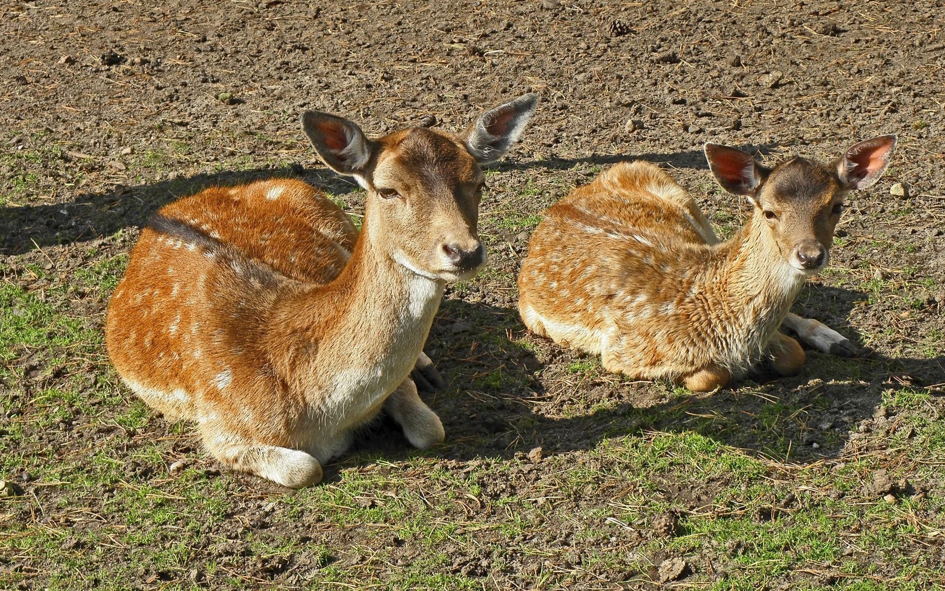 Download mobile wallpaper Animal, Deer for free.