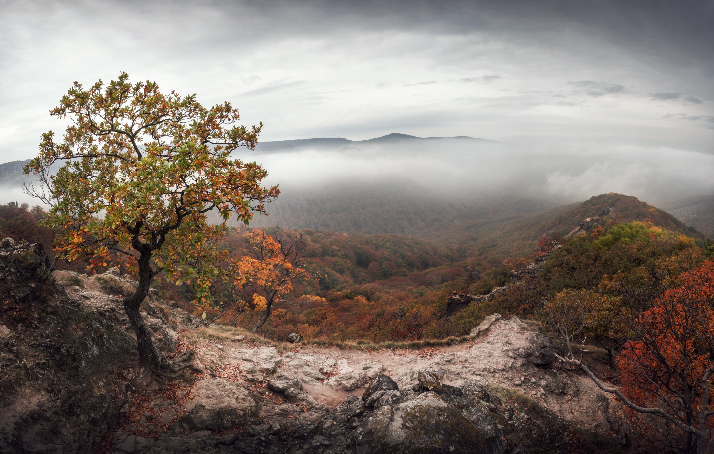 Free download wallpaper Landscape, Nature, Tree, Fog, Earth on your PC desktop