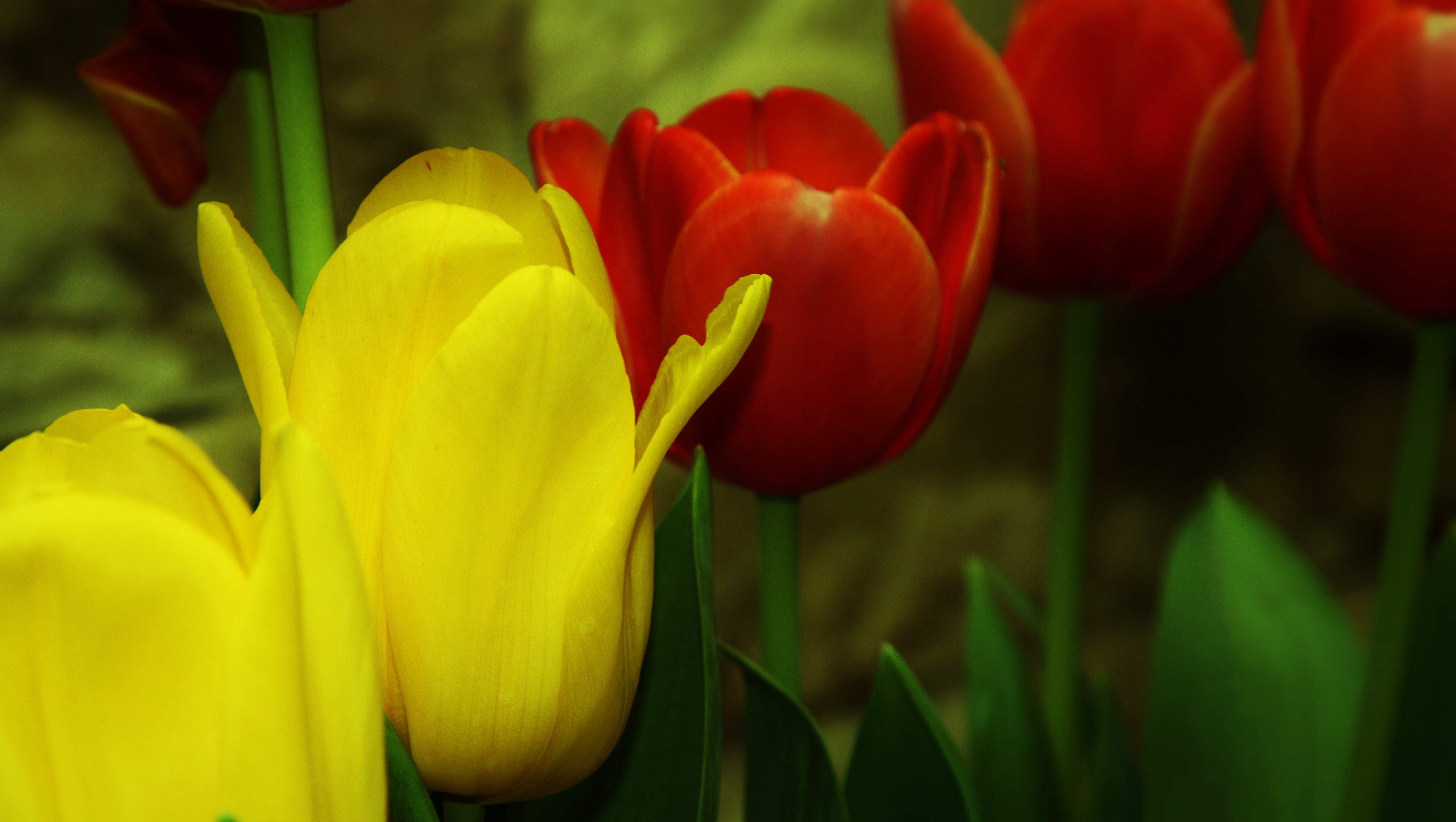 Download mobile wallpaper Flowers, Flower, Plant, Close Up, Earth, Tulip, Yellow Flower, Red Flower for free.