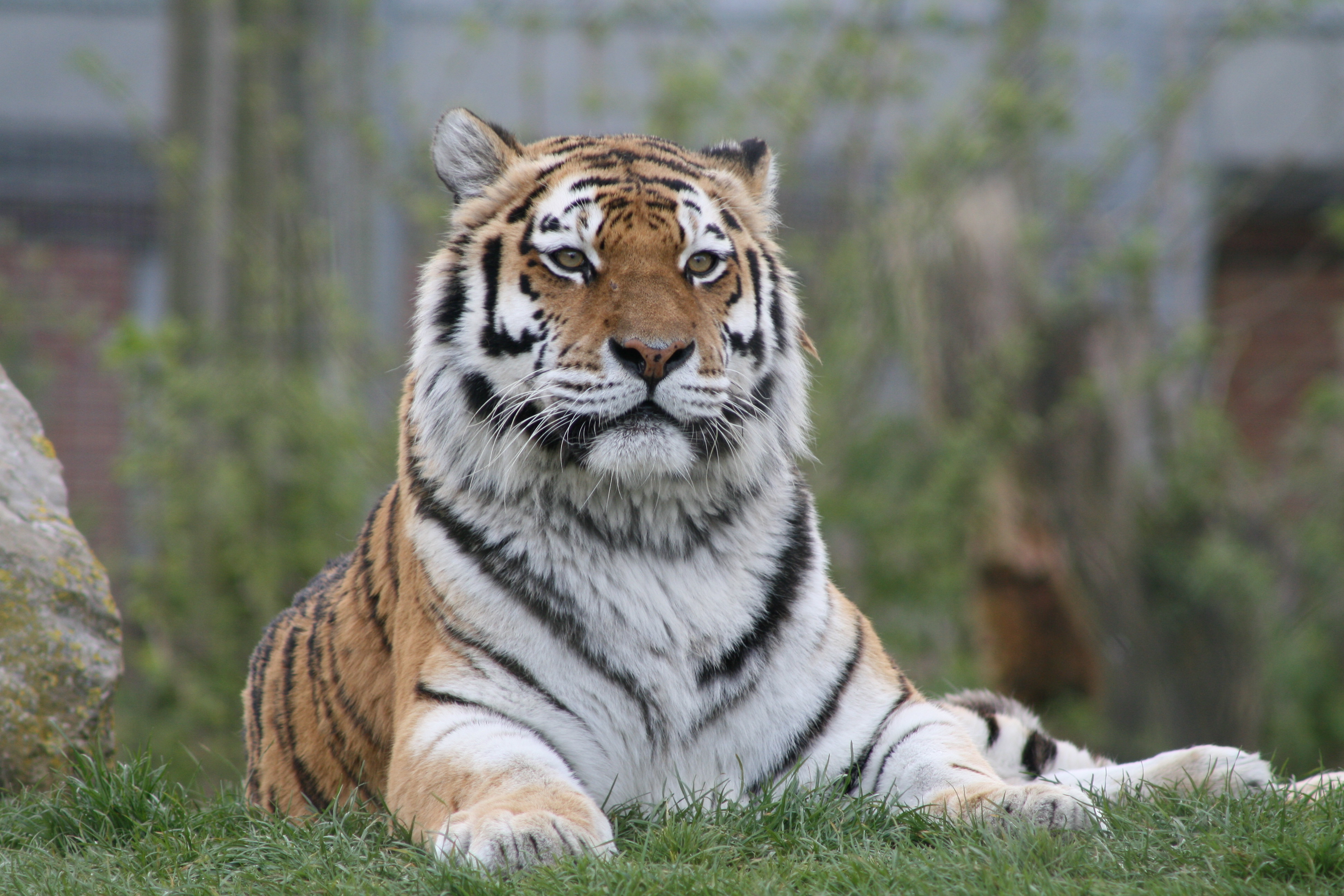 Download mobile wallpaper Opinion, Paws, Sight, Predator, Big Cat, Animals, Tiger for free.