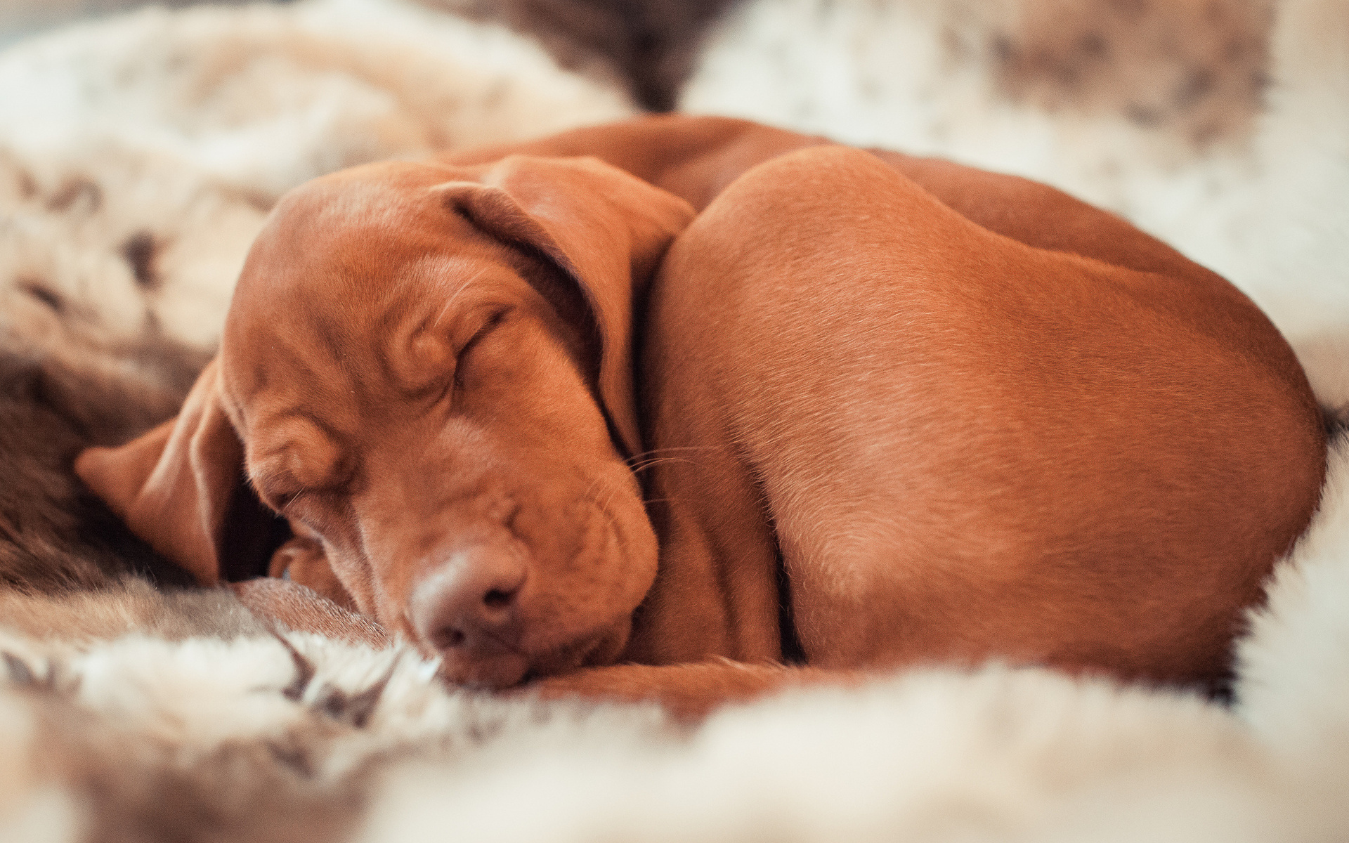 Handy-Wallpaper Hunde, Hund, Tiere kostenlos herunterladen.