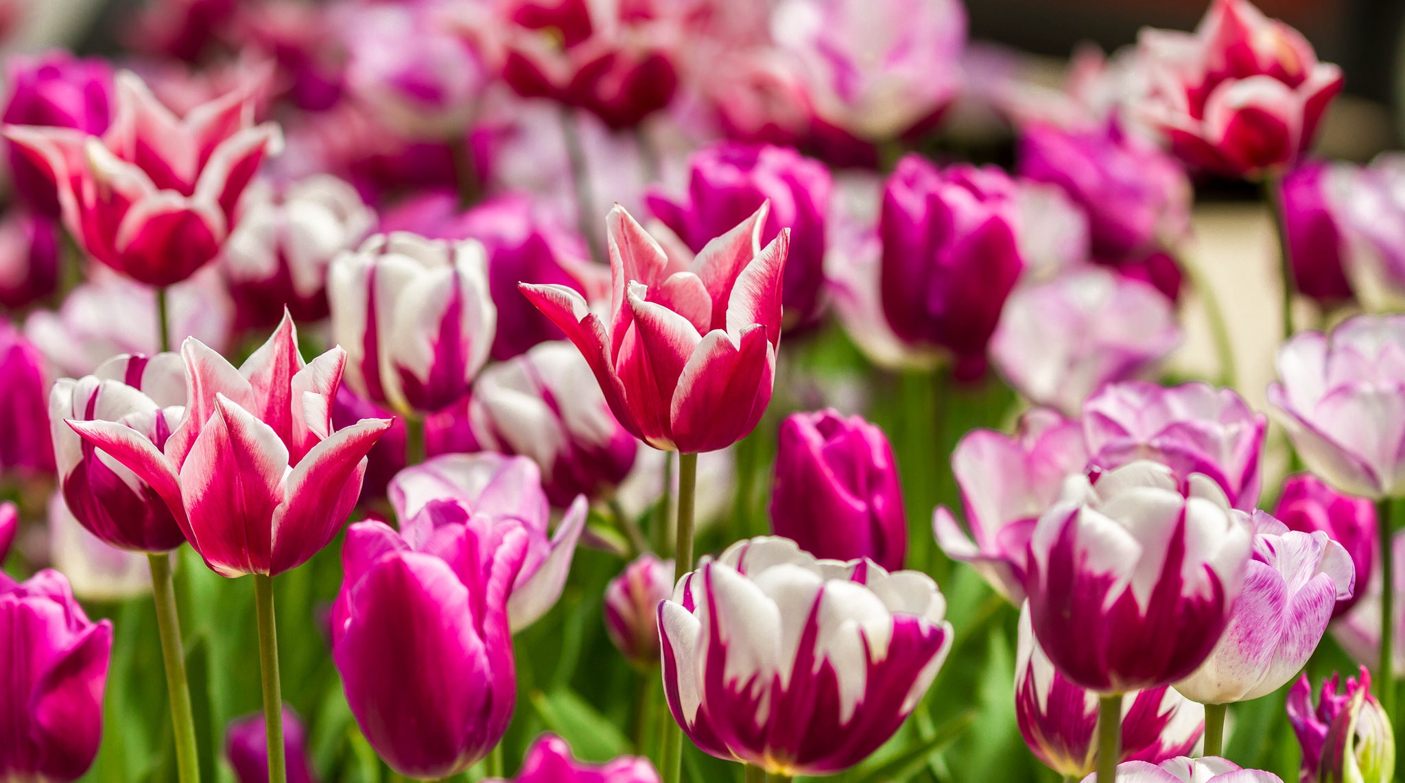 Free download wallpaper Nature, Flowers, Flower, Close Up, Earth, Tulip, Purple Flower on your PC desktop