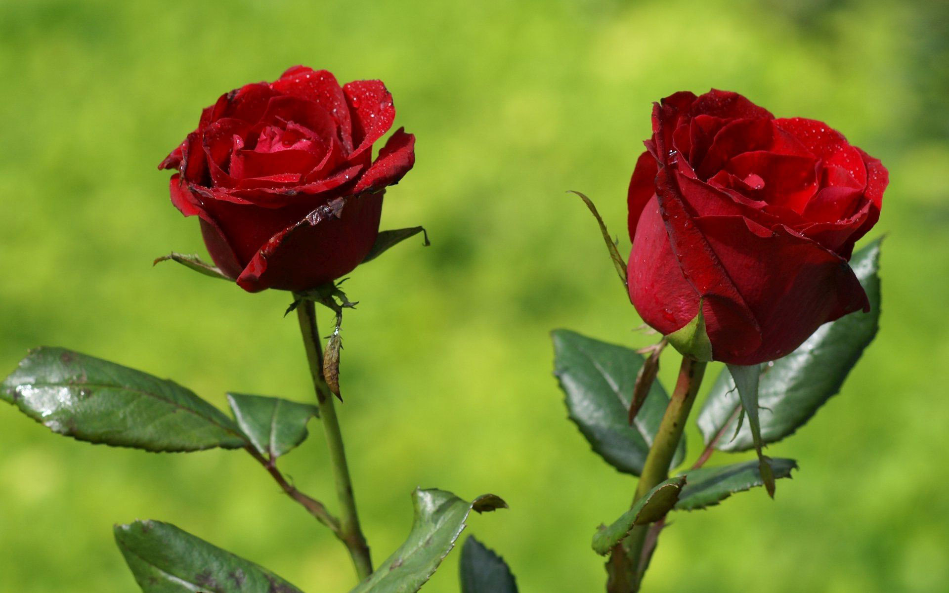 Descarga gratuita de fondo de pantalla para móvil de Flores, Flor, Rosa, Tierra/naturaleza.