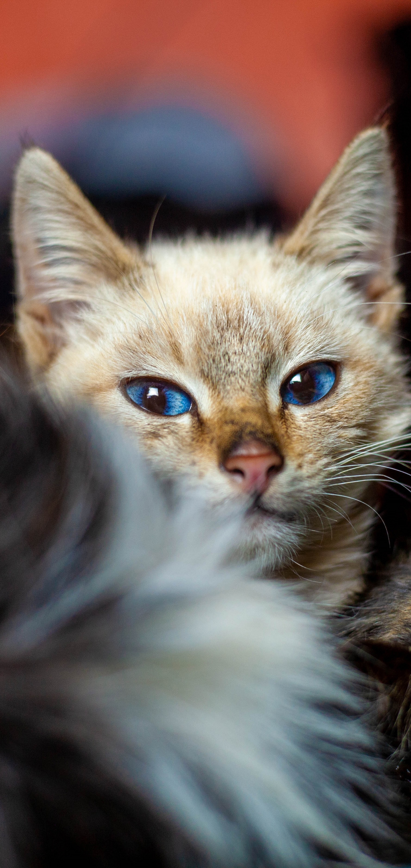 Baixe gratuitamente a imagem Animais, Gatos, Gato na área de trabalho do seu PC