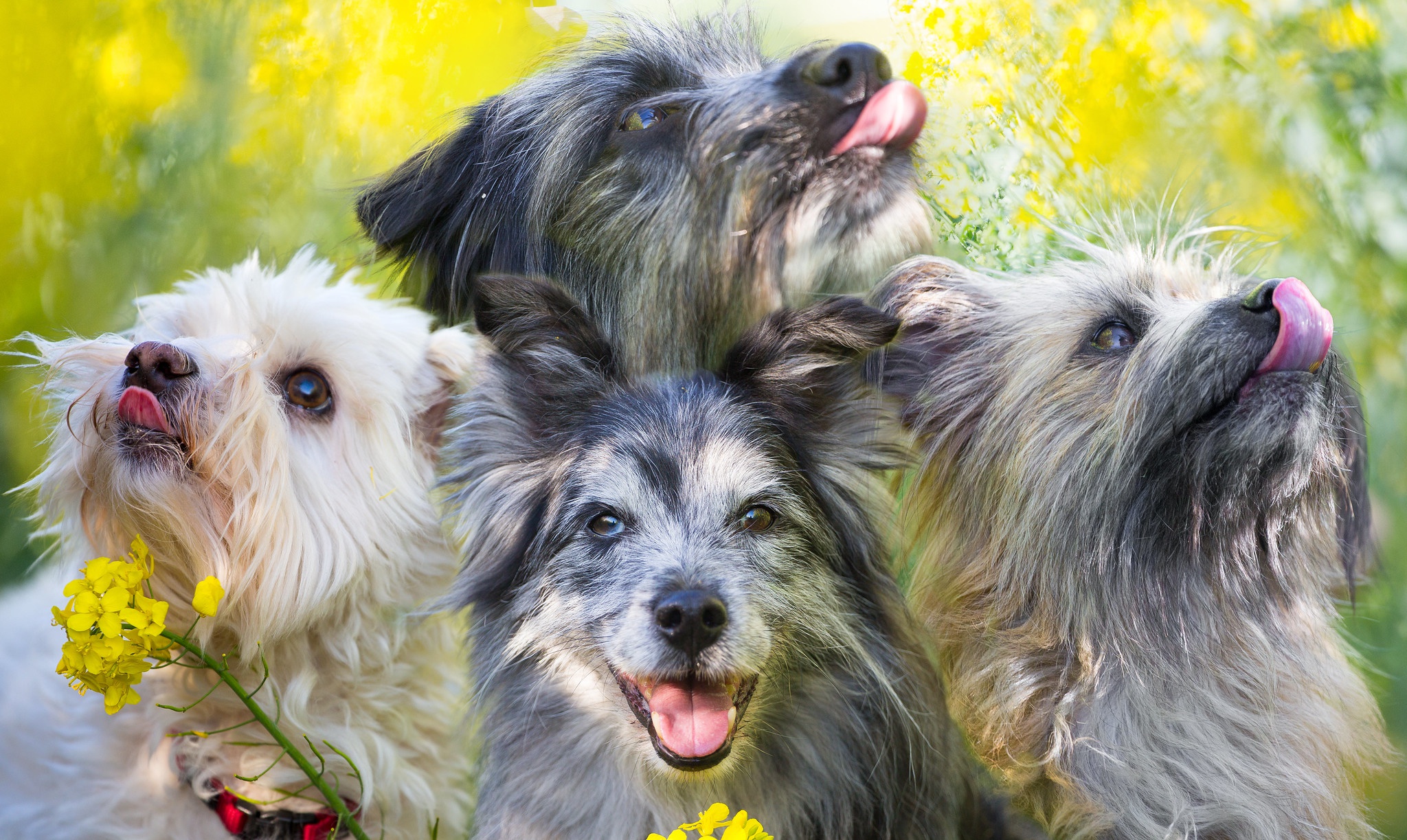 Free download wallpaper Dogs, Dog, Animal on your PC desktop