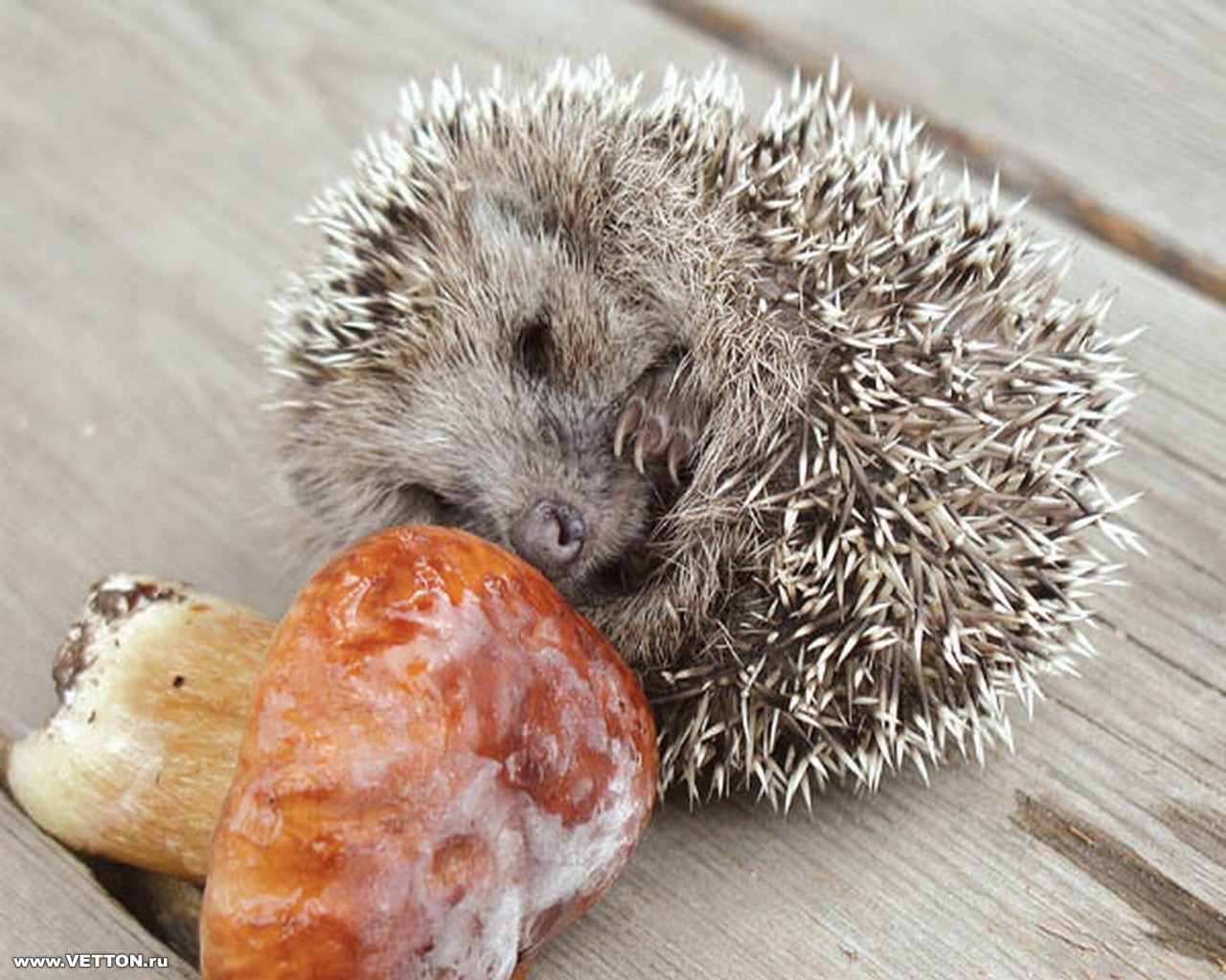animals, hedgehogs, mashrooms HD wallpaper