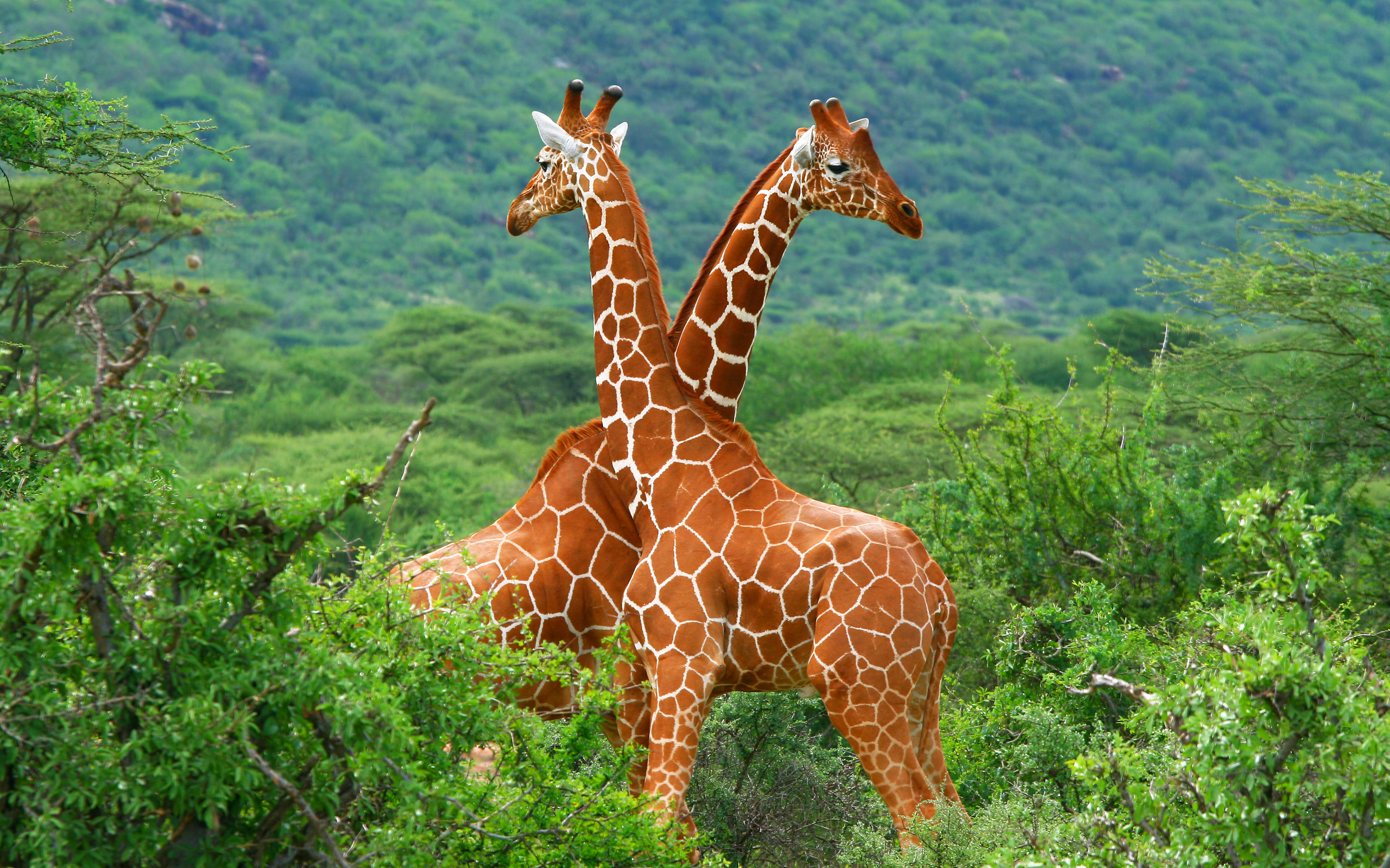 569045 скачать обои жирафа, животные - заставки и картинки бесплатно