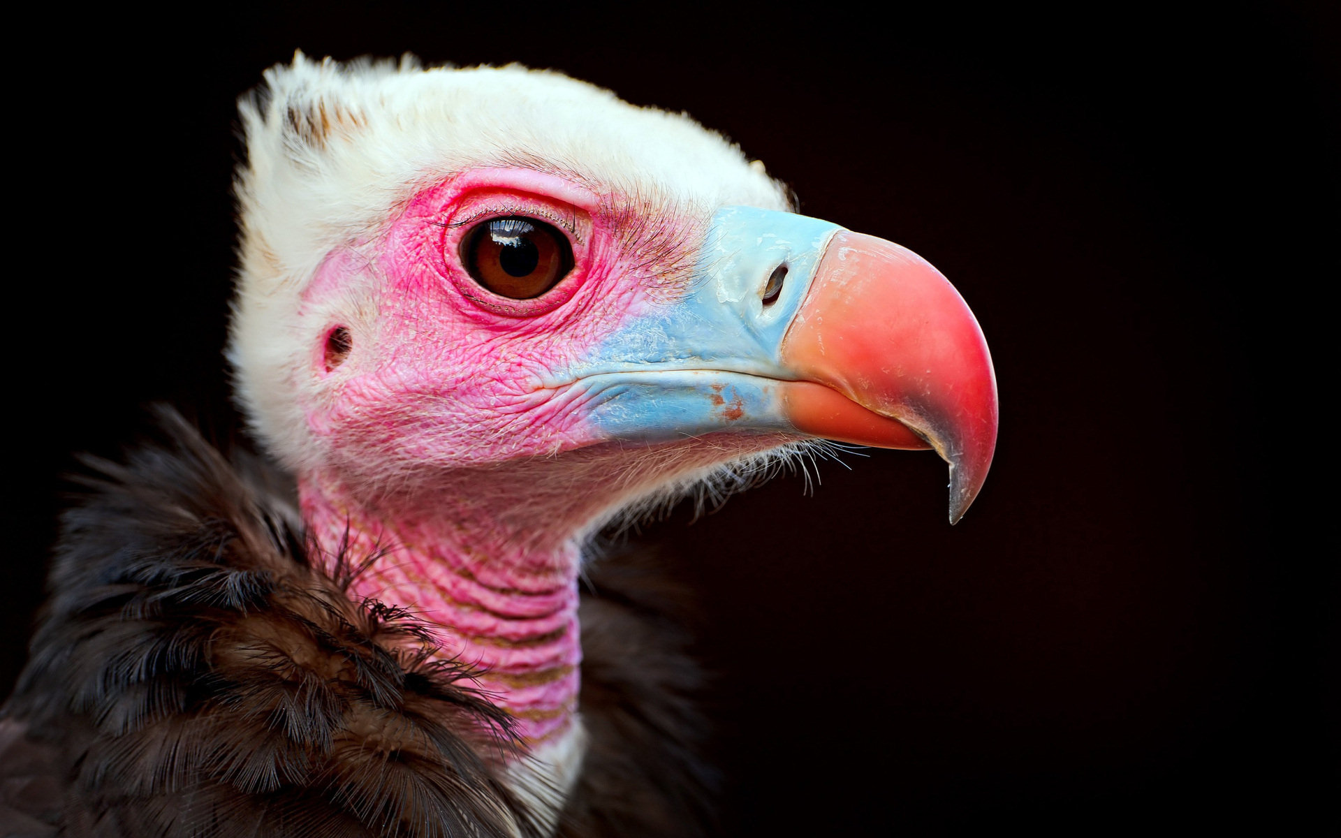 248563 baixar papel de parede animais, abutre, aves - protetores de tela e imagens gratuitamente