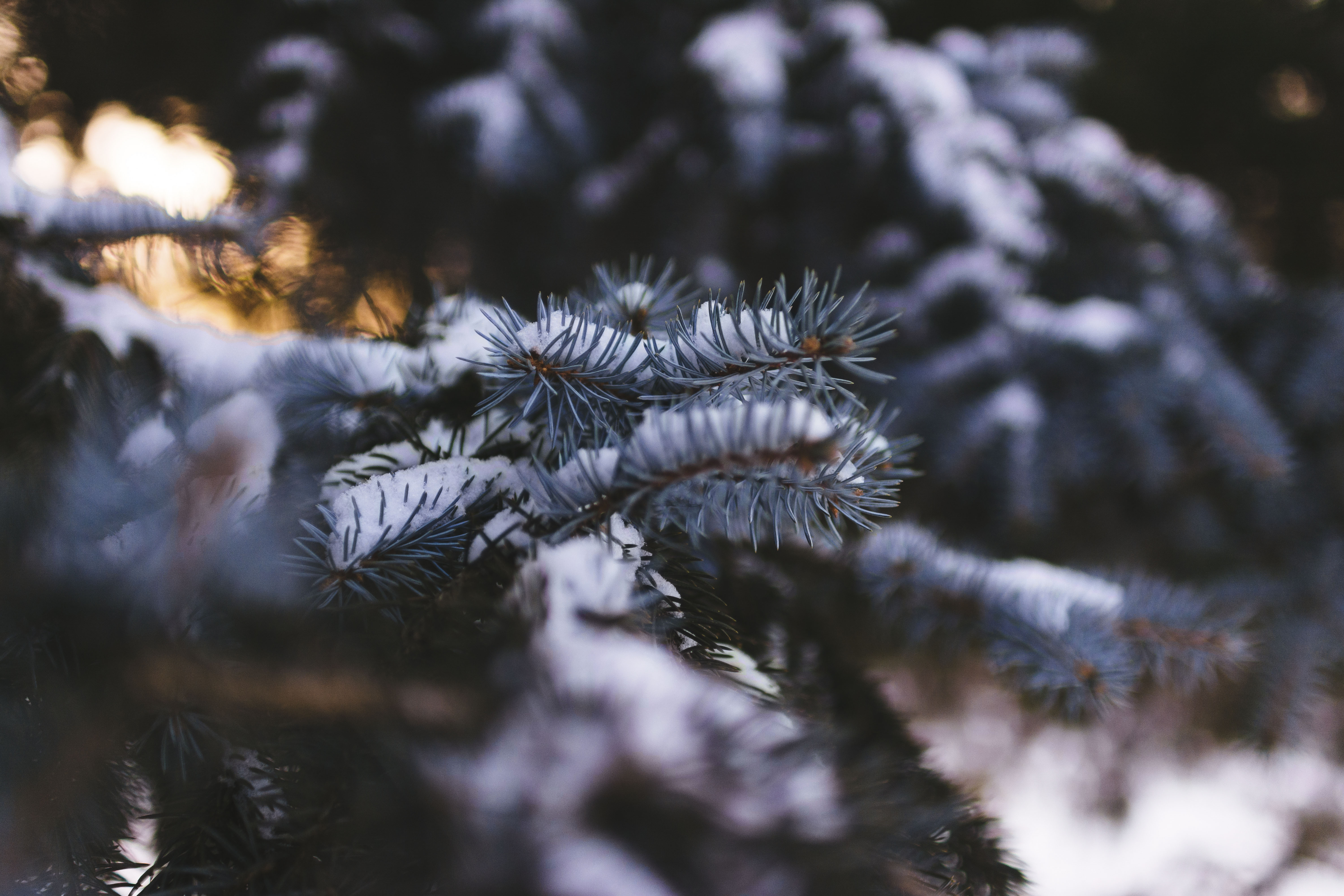 Free download wallpaper Nature, Snow, Blur, Smooth, Branch, Spruce, Fir on your PC desktop