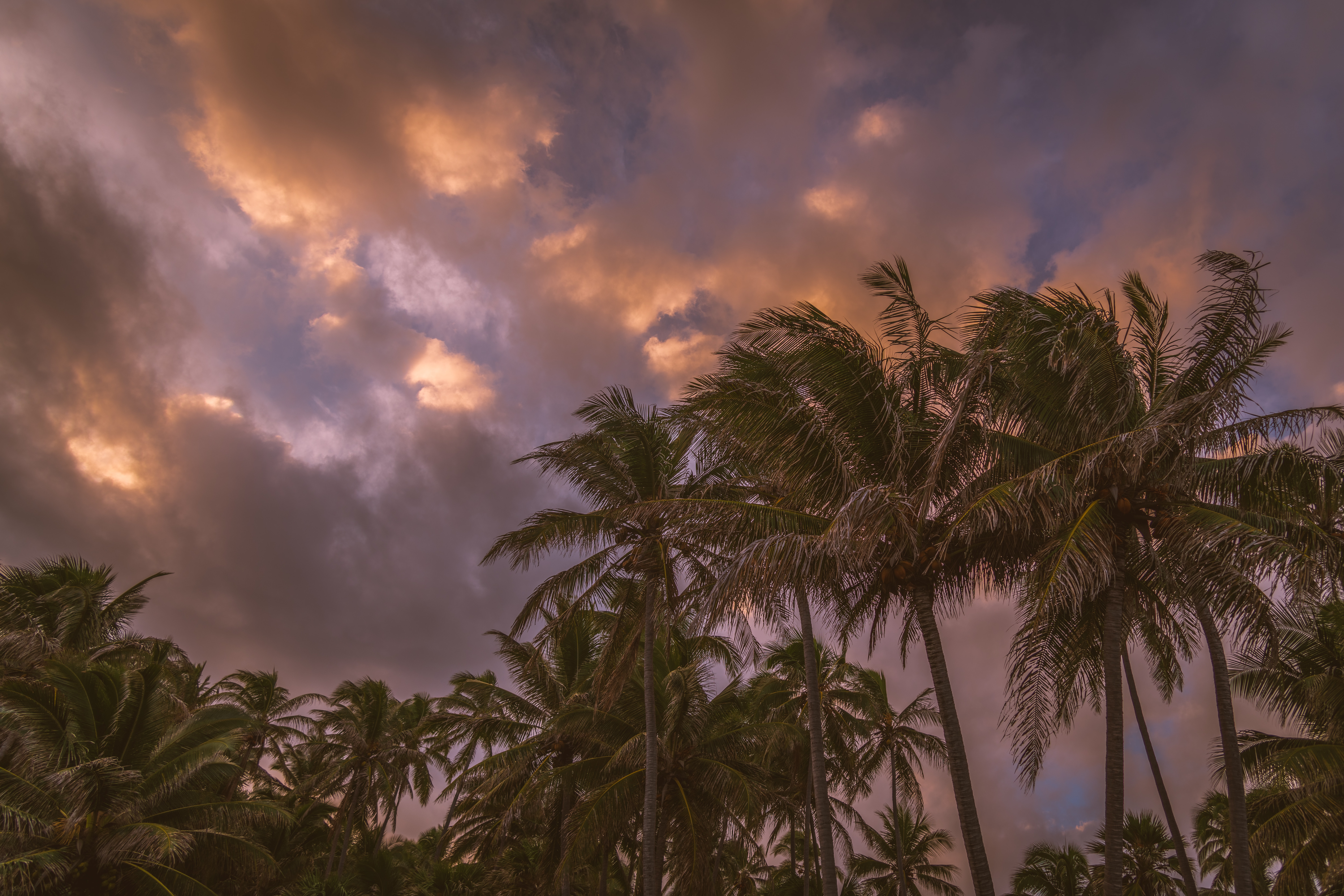 Descarga gratuita de fondo de pantalla para móvil de Zona Tropical, Trópico, Naturaleza, Cielo, Palms, Nubes.