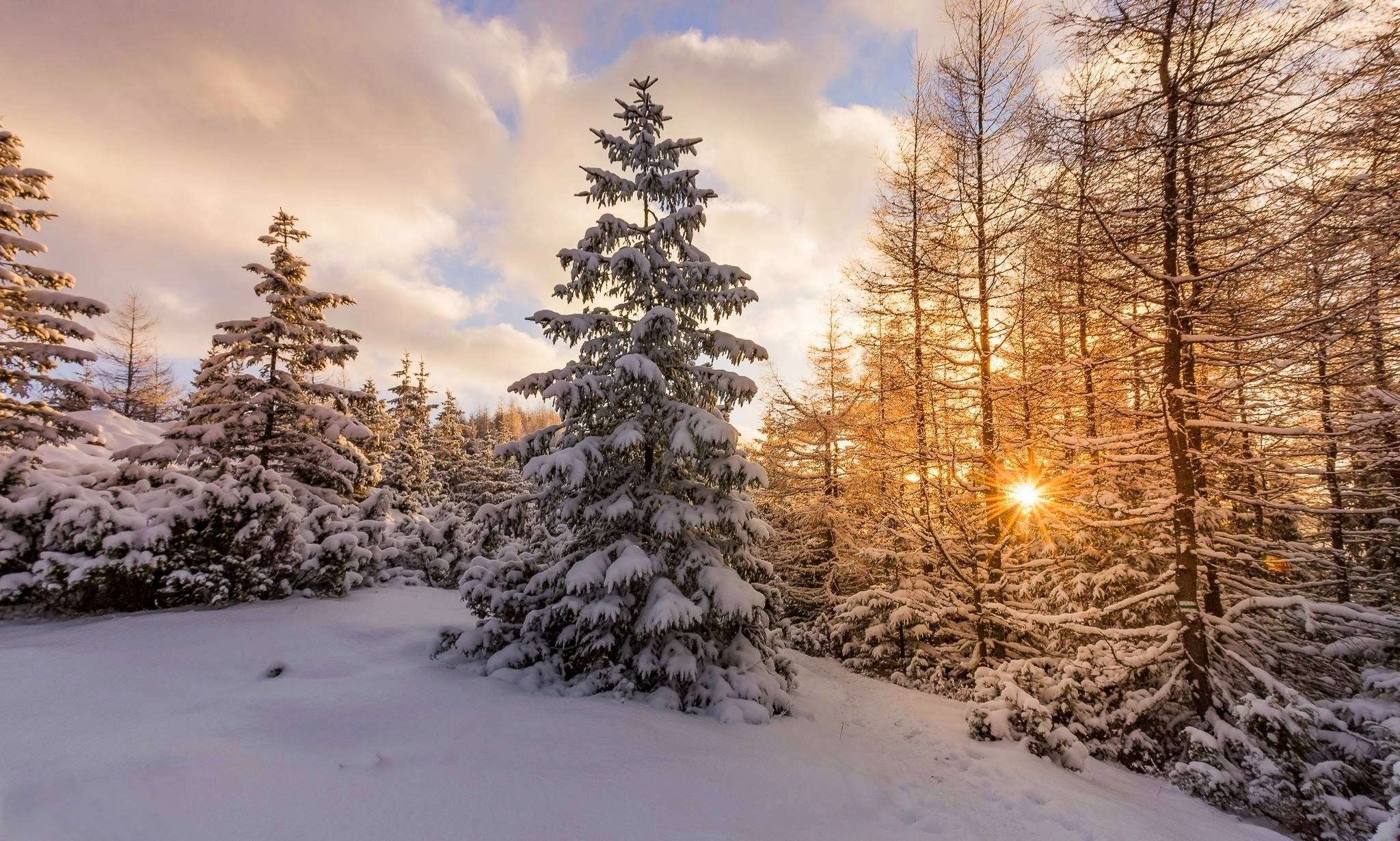 Download mobile wallpaper Winter, Sunset, Snow, Forest, Tree, Earth for free.