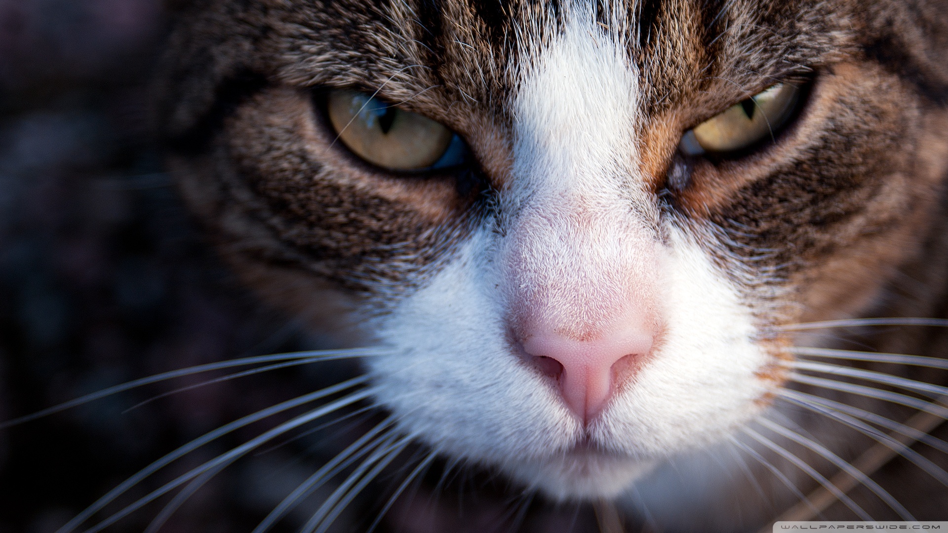 Handy-Wallpaper Tiere, Katzen, Katze kostenlos herunterladen.