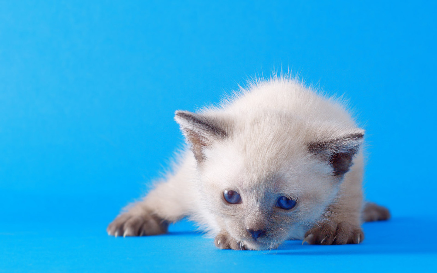 Handy-Wallpaper Tiere, Katze kostenlos herunterladen.