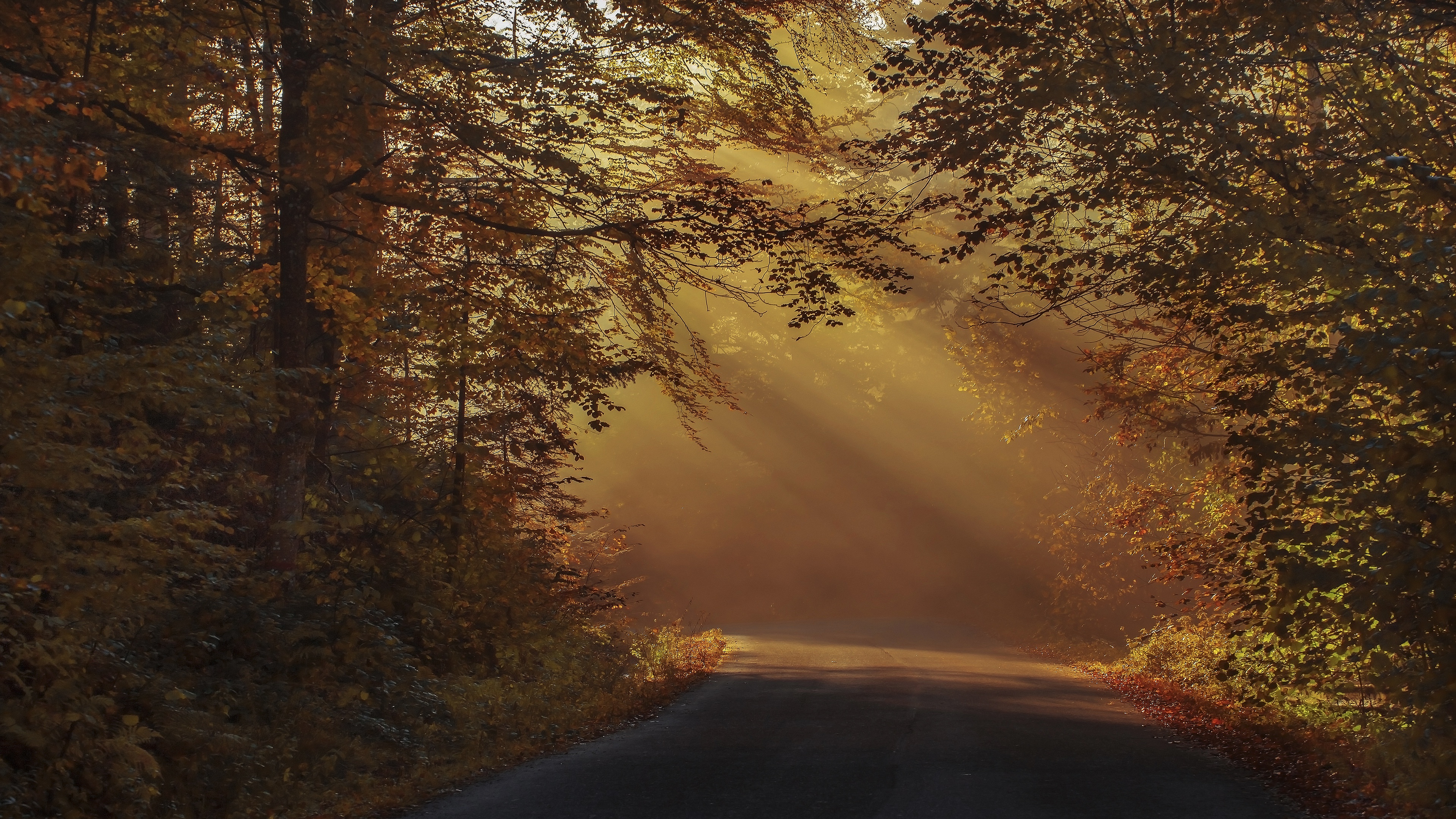 Baixe gratuitamente a imagem Outono, Estrada, Floresta, Feito Pelo Homem, Neblina, Raio Solar na área de trabalho do seu PC