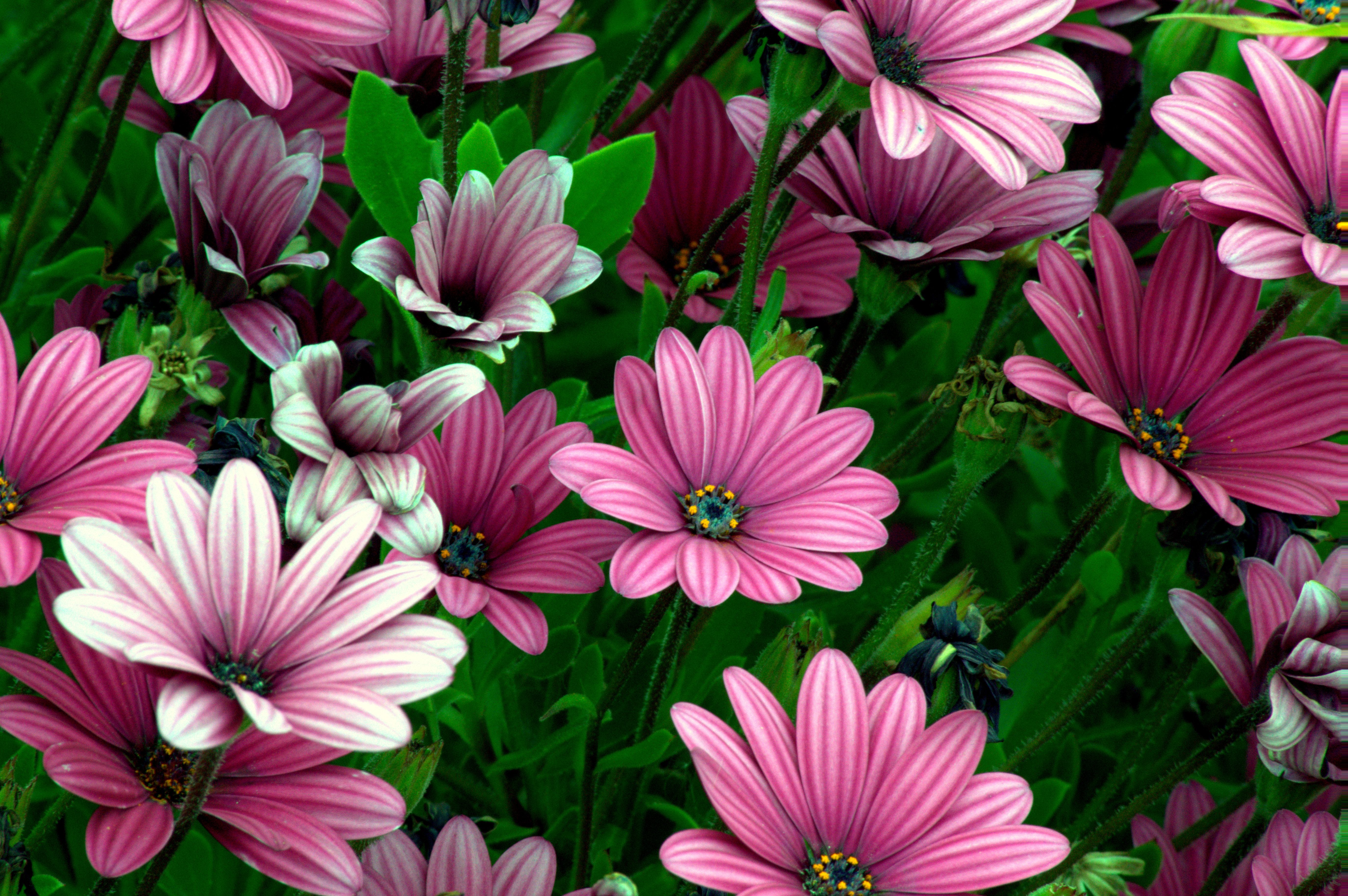 Téléchargez gratuitement l'image Fleurs, Fleur, Marguerite, Fleur Mauve, Terre/nature sur le bureau de votre PC