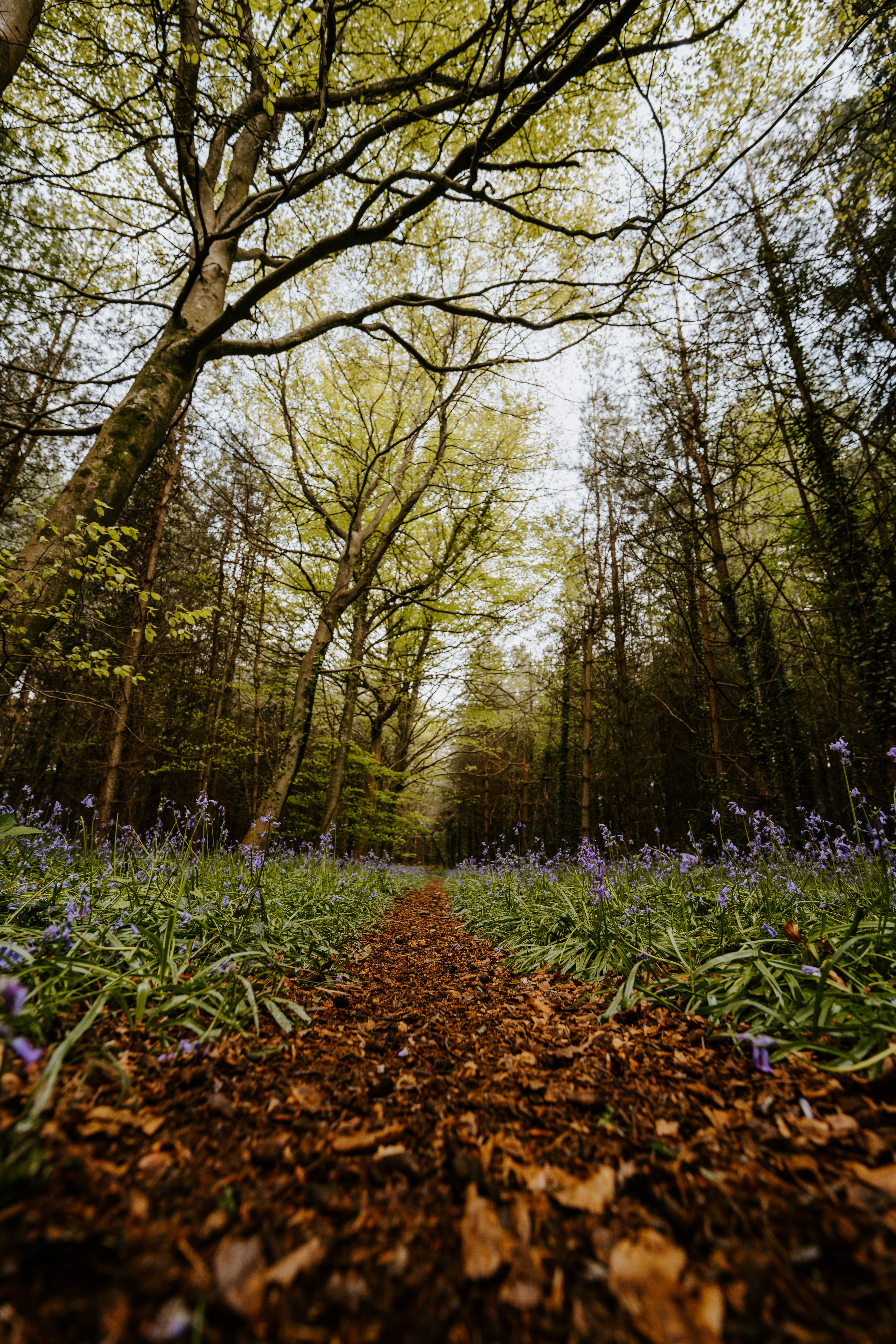 Download mobile wallpaper Path, Nature, Forest, Flowering, Bloom, Spring for free.