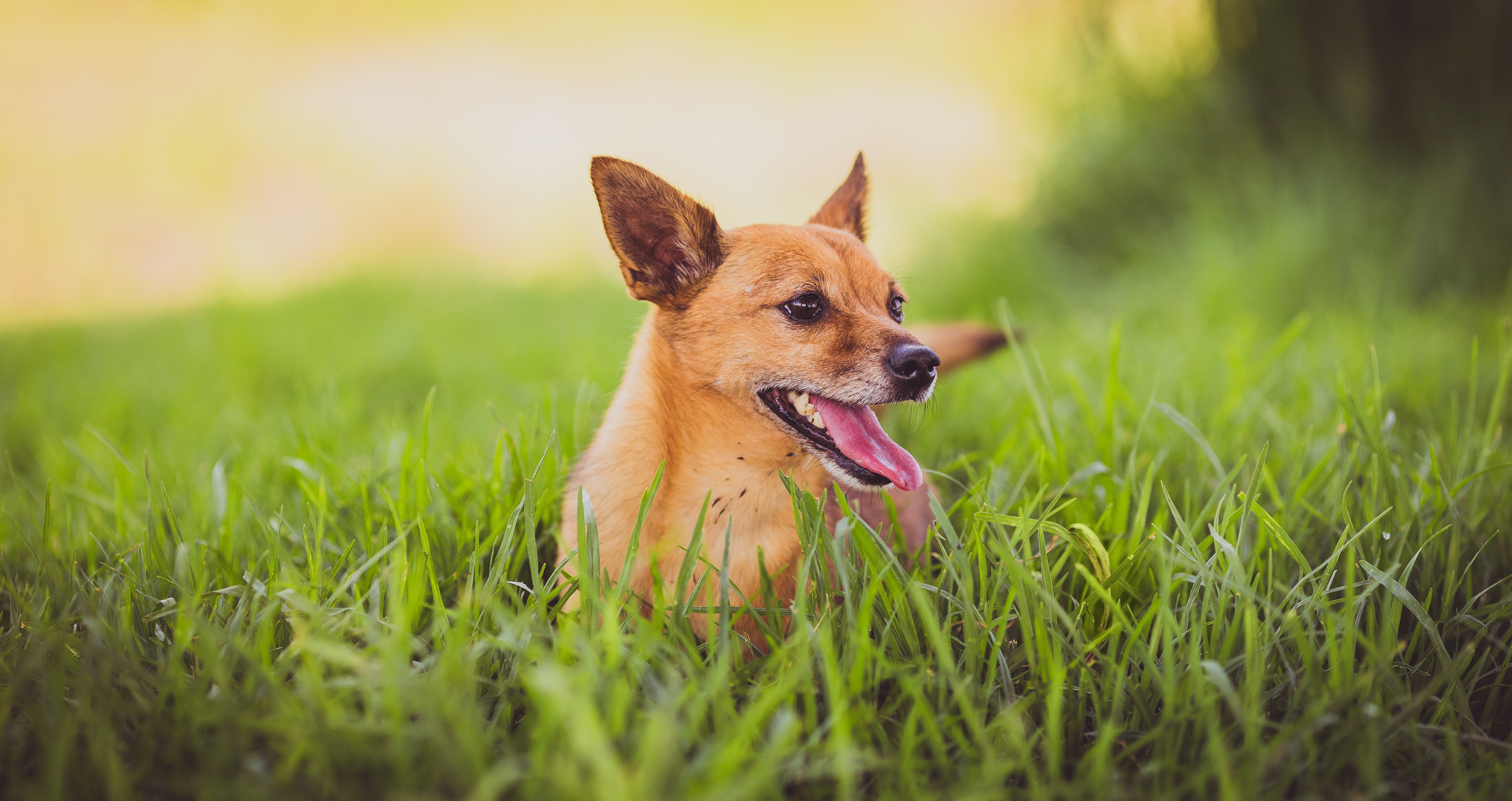 Handy-Wallpaper Hund, Hervorstehende Zunge, Zunge Herausgeklemmt, Grass, Tiere kostenlos herunterladen.