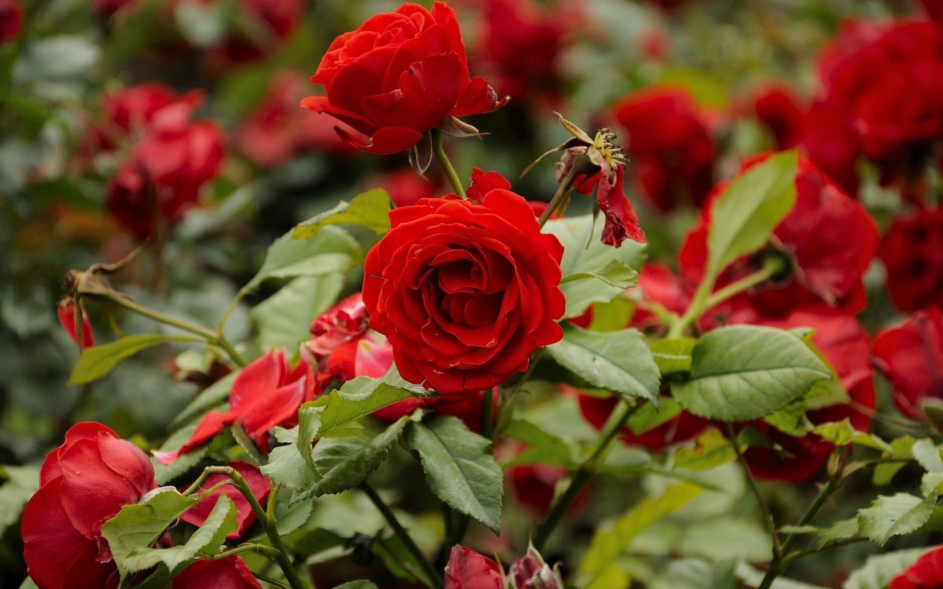 HD wallpaper flowers, roses, branches, flower bed, flowerbed