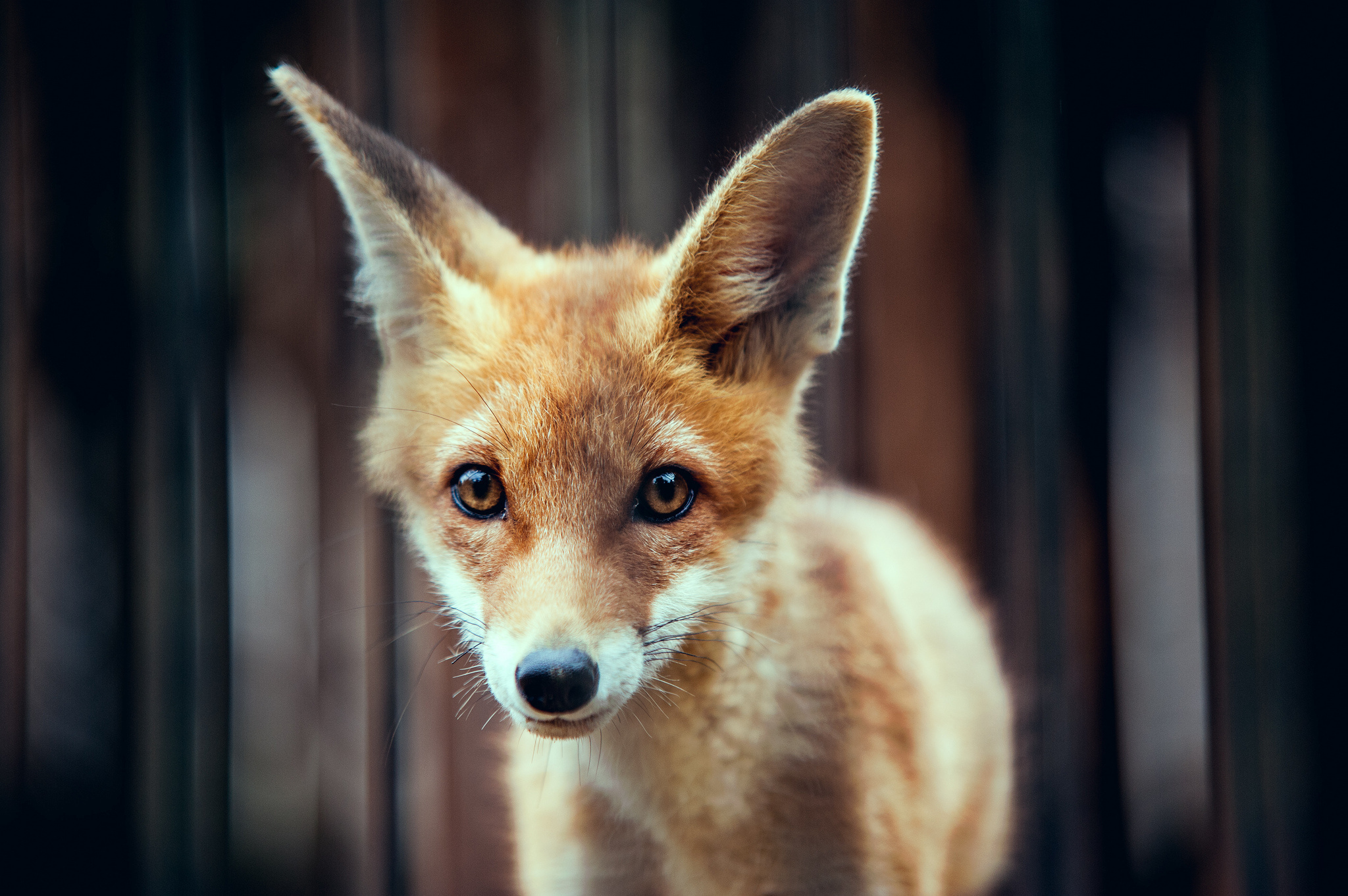 Baixar papel de parede para celular de Animais, Raposa gratuito.