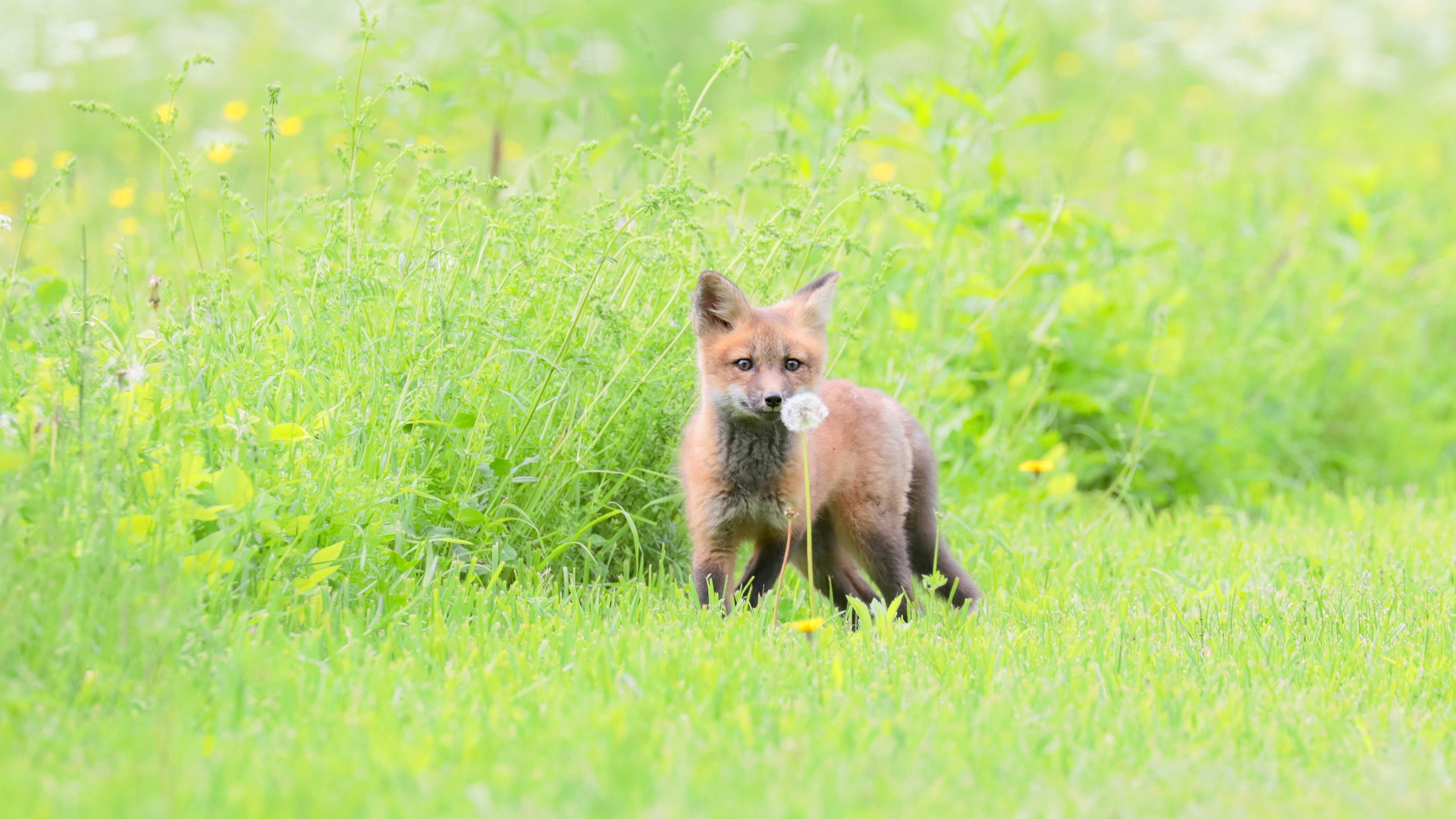 Download mobile wallpaper Fox, Animal for free.