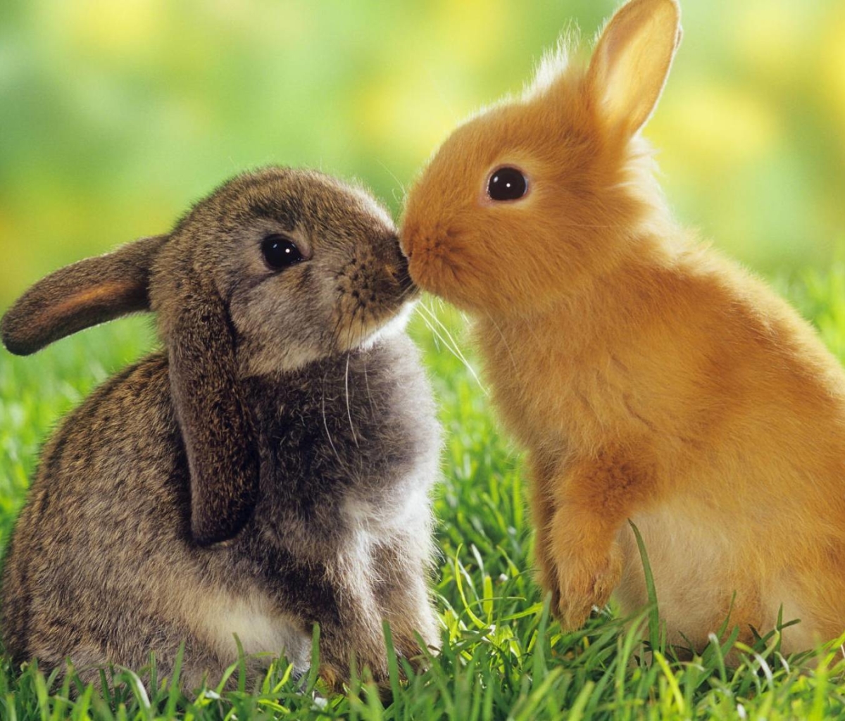Download mobile wallpaper Animal, Rabbit, Cute, Bunny for free.