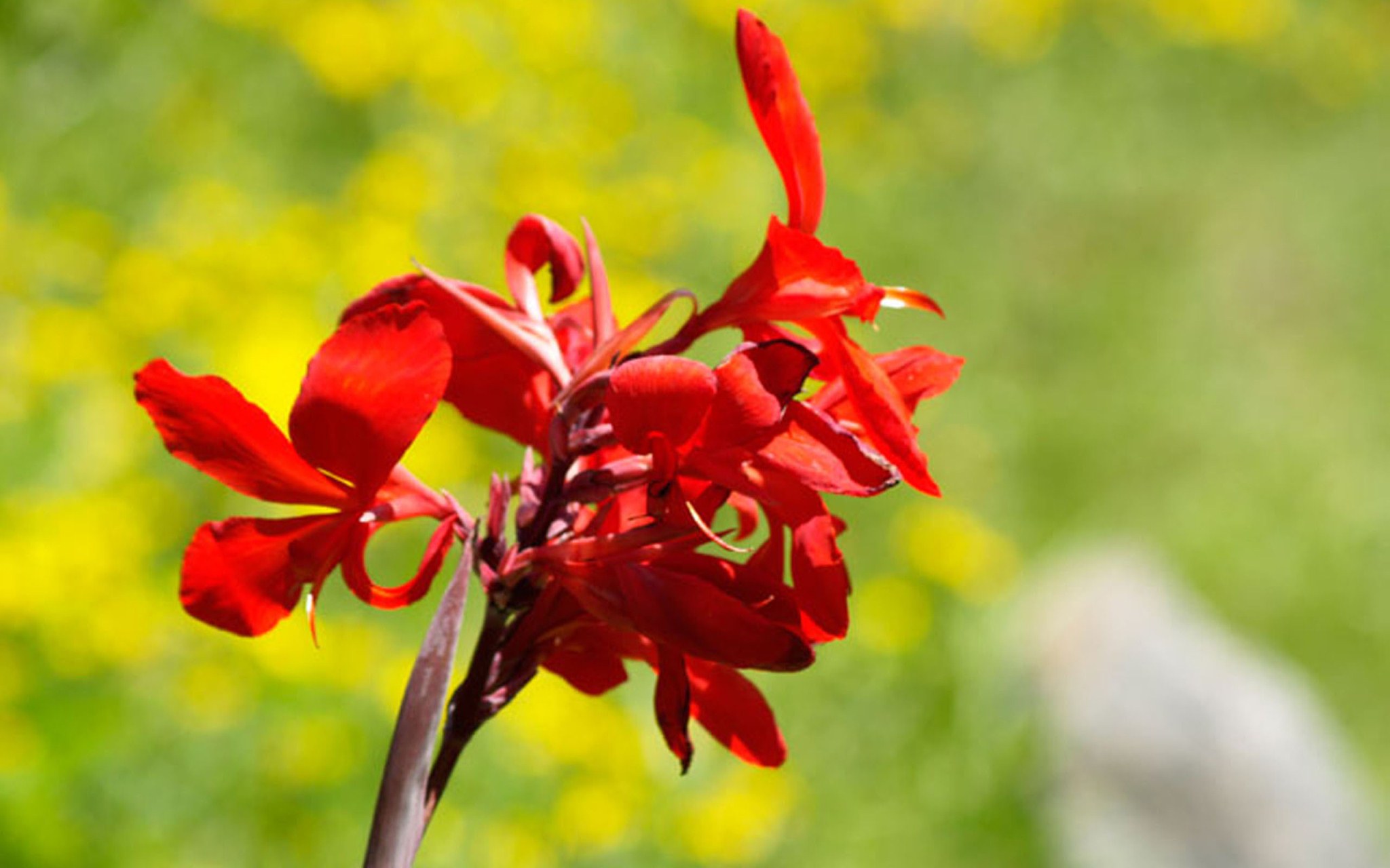 Descarga gratuita de fondo de pantalla para móvil de Flores, Flor, Tierra/naturaleza.