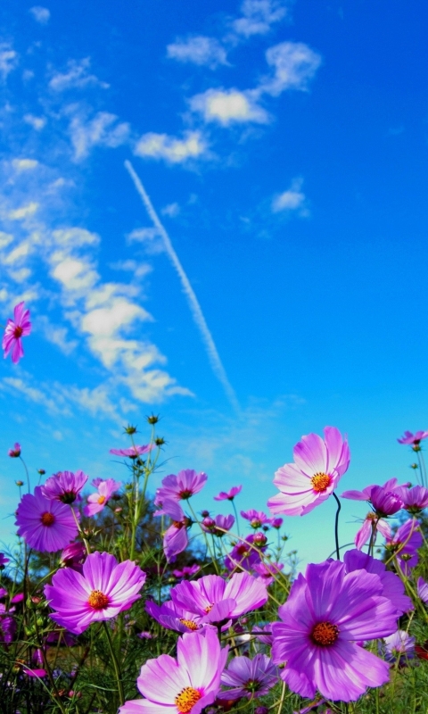 Téléchargez des papiers peints mobile Fleurs, Fleur, Terre/nature gratuitement.